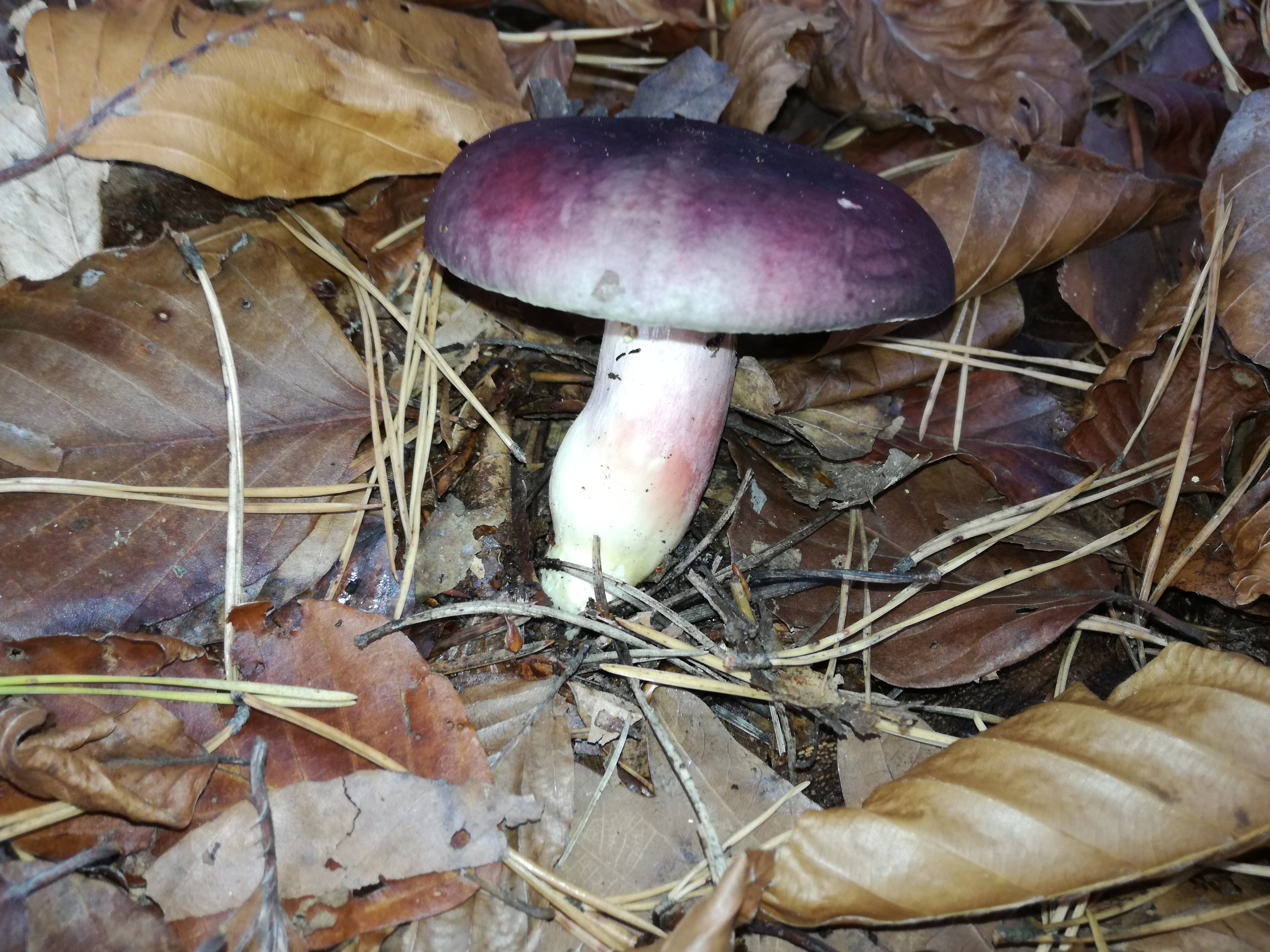 02112017125902 3230 art 1929 img 20171024 115851