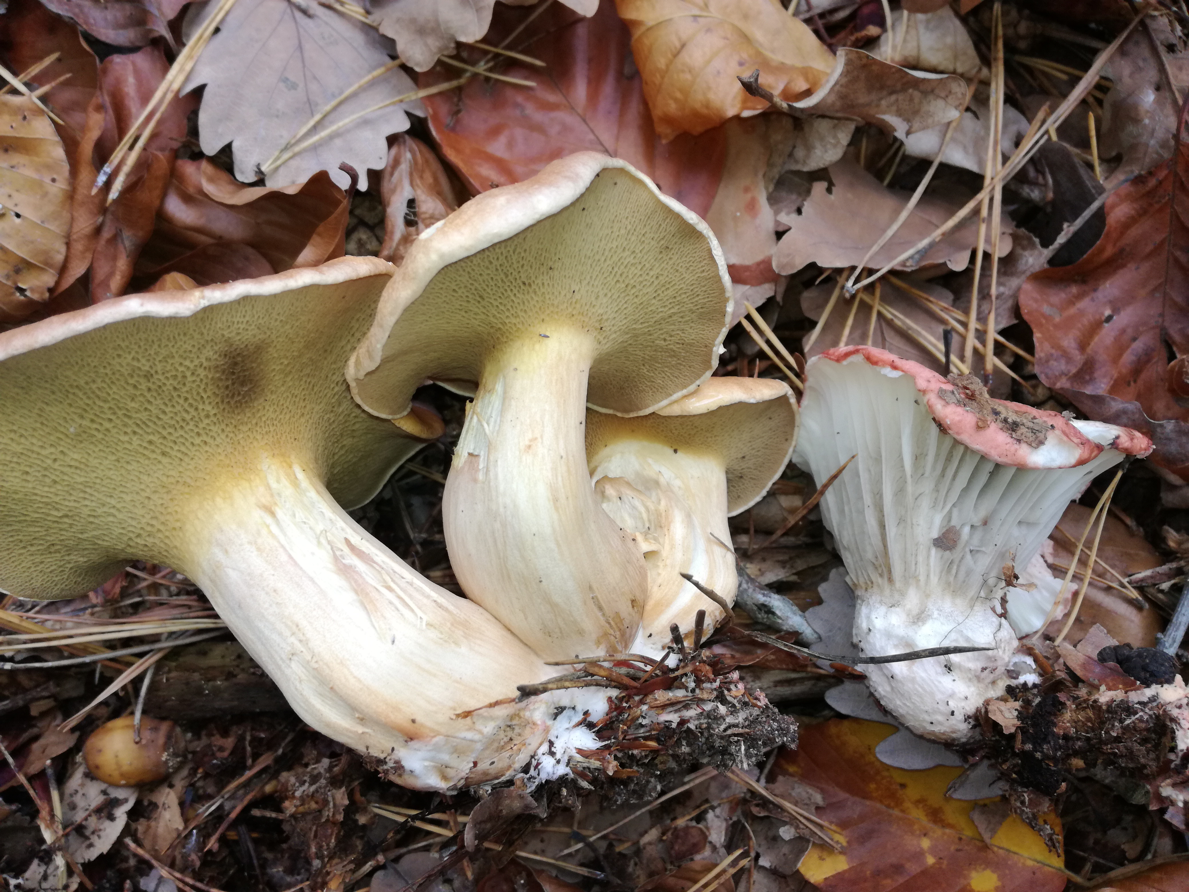 02112017131029 3231 art 1786 img 20171024 120956