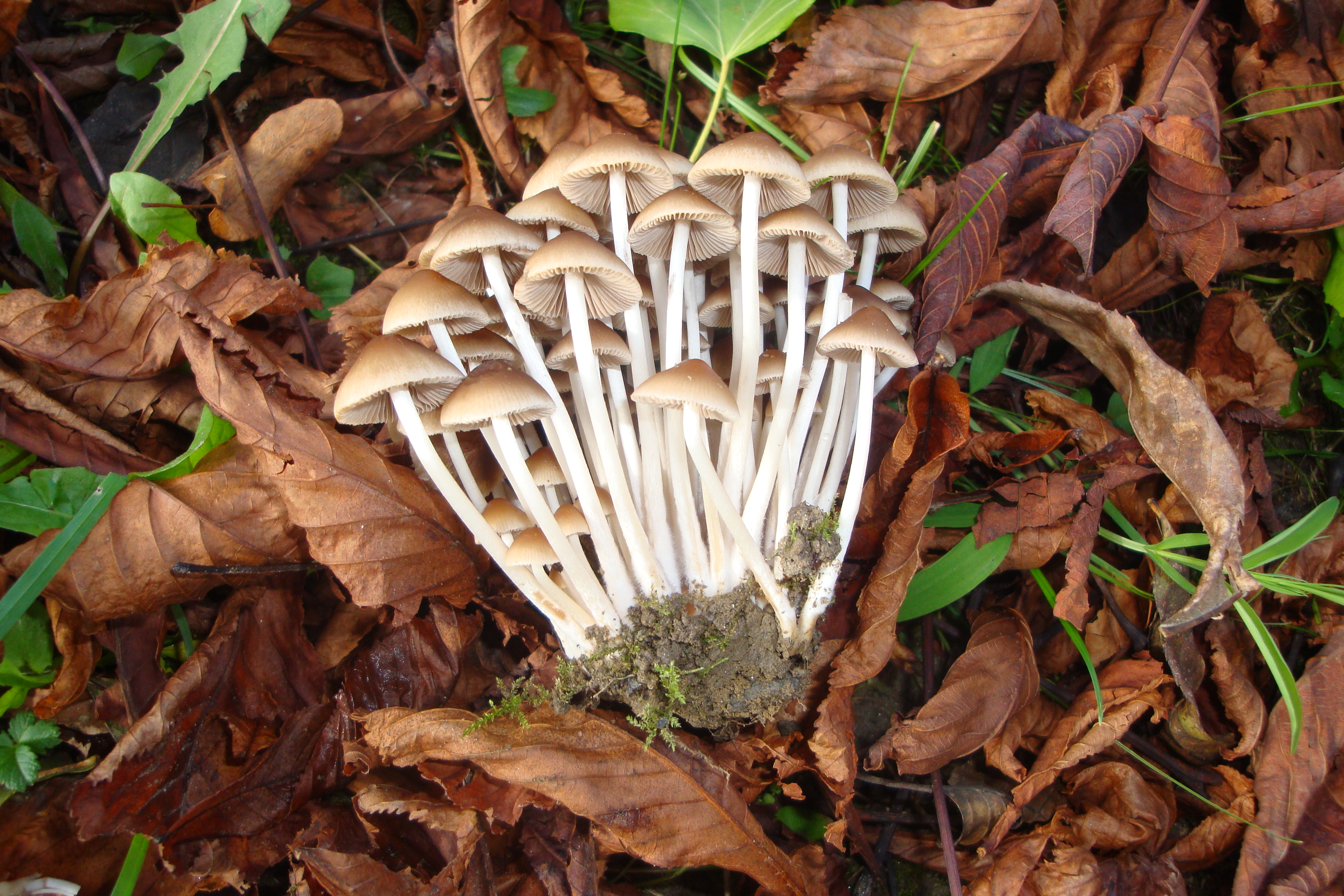 02112017174115 3232 art 1924 psathyrella multipedata