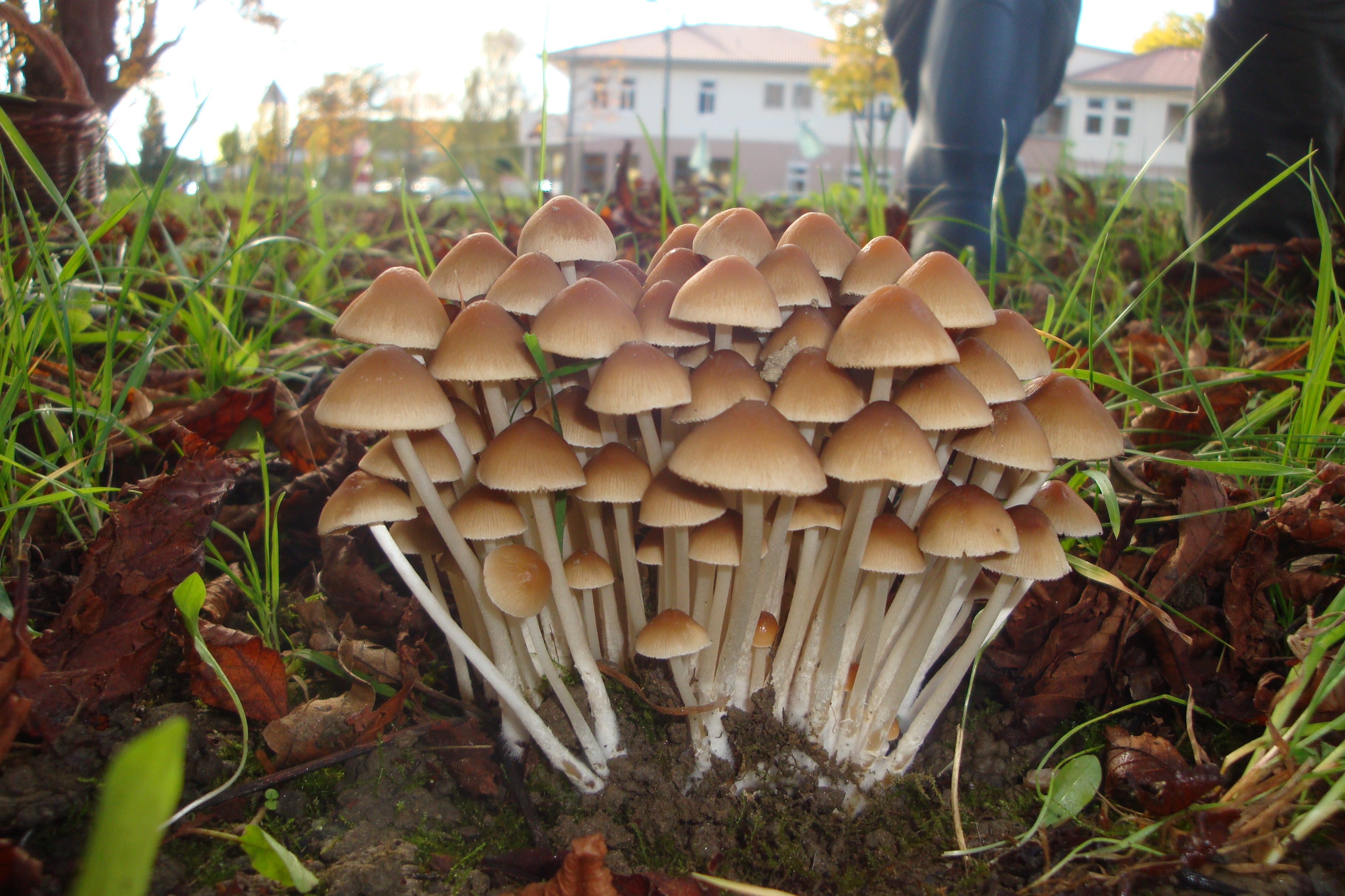 02112017174226 3233 art 1924 psathyrella multipedata1