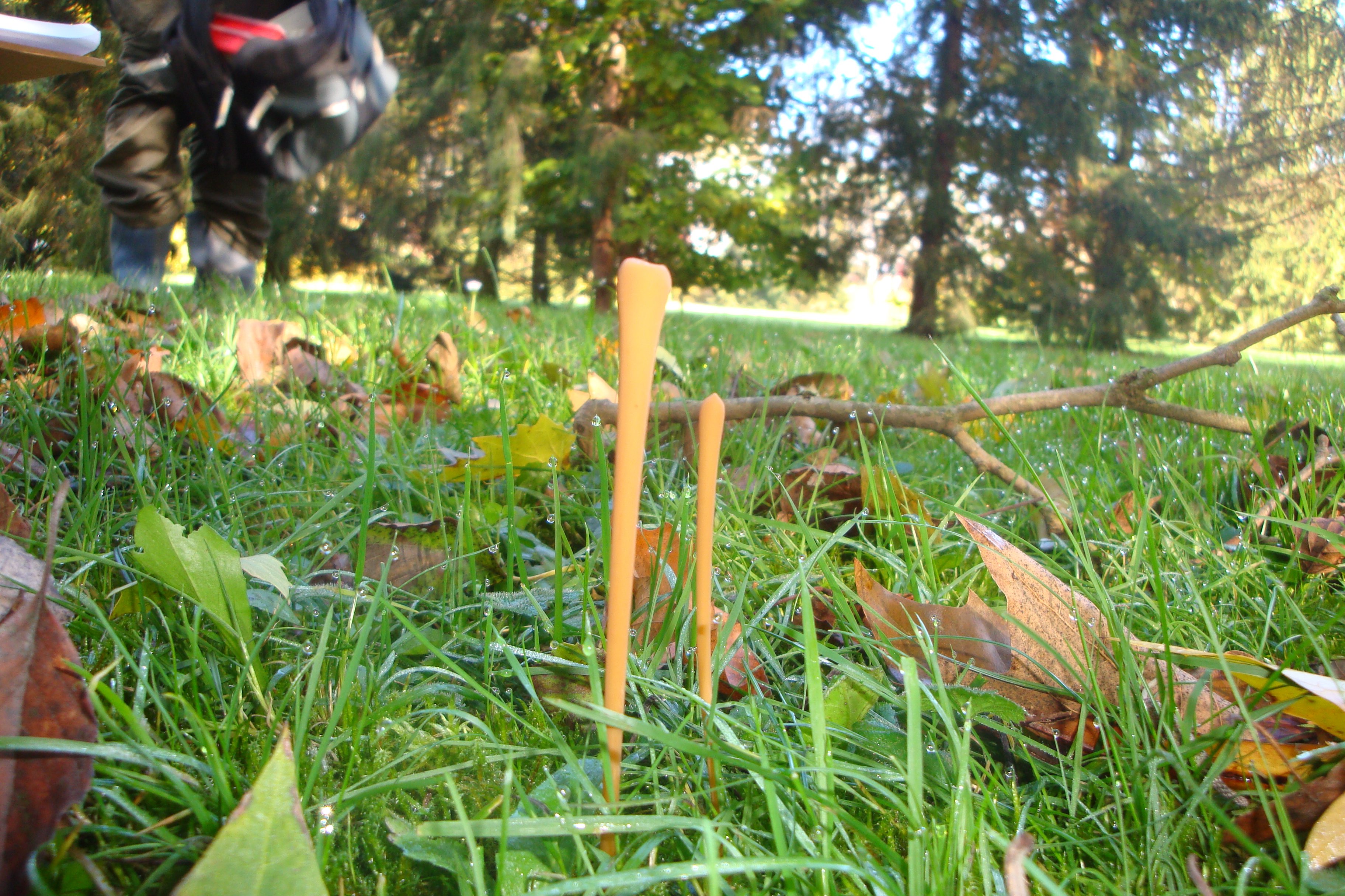 02112017175929 3234 art 1930 macrotyphula fistulosa1