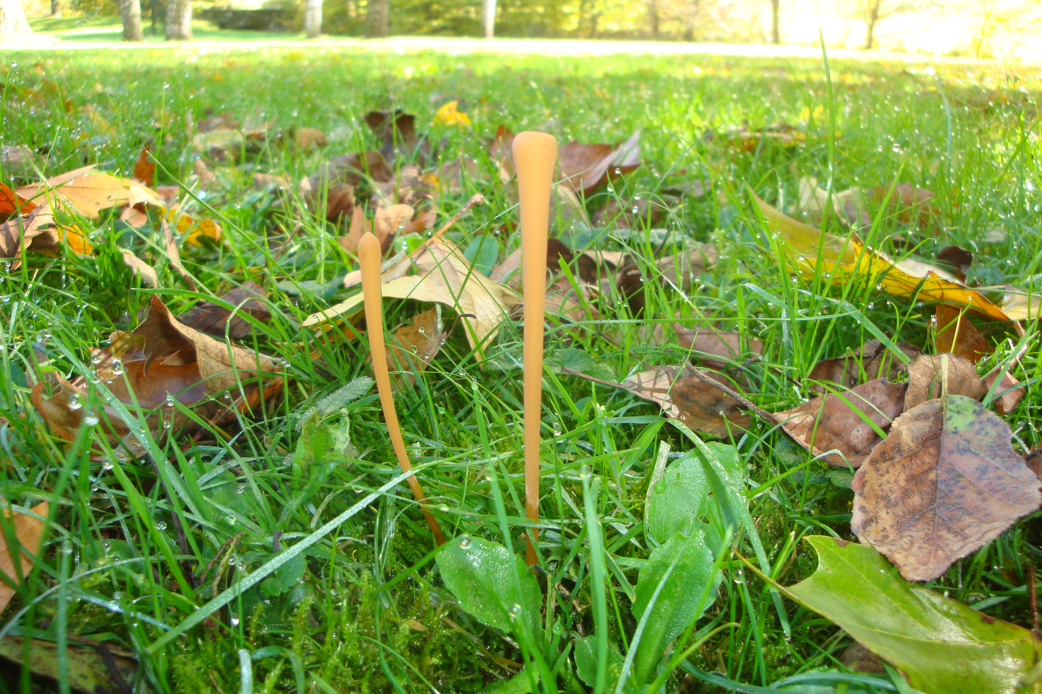 02112017180053 3235 art 1930 macrotyphula fistulosa