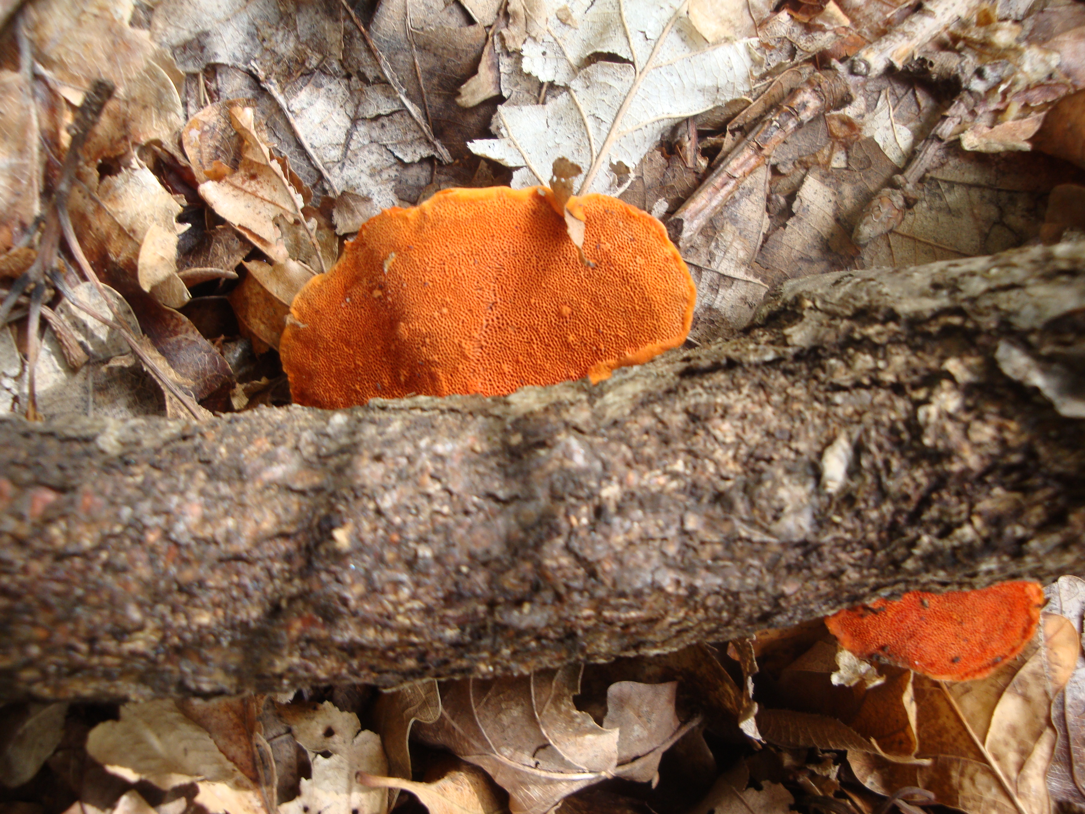 02112017182219 3236 art 1931 aurantioporus croceus1