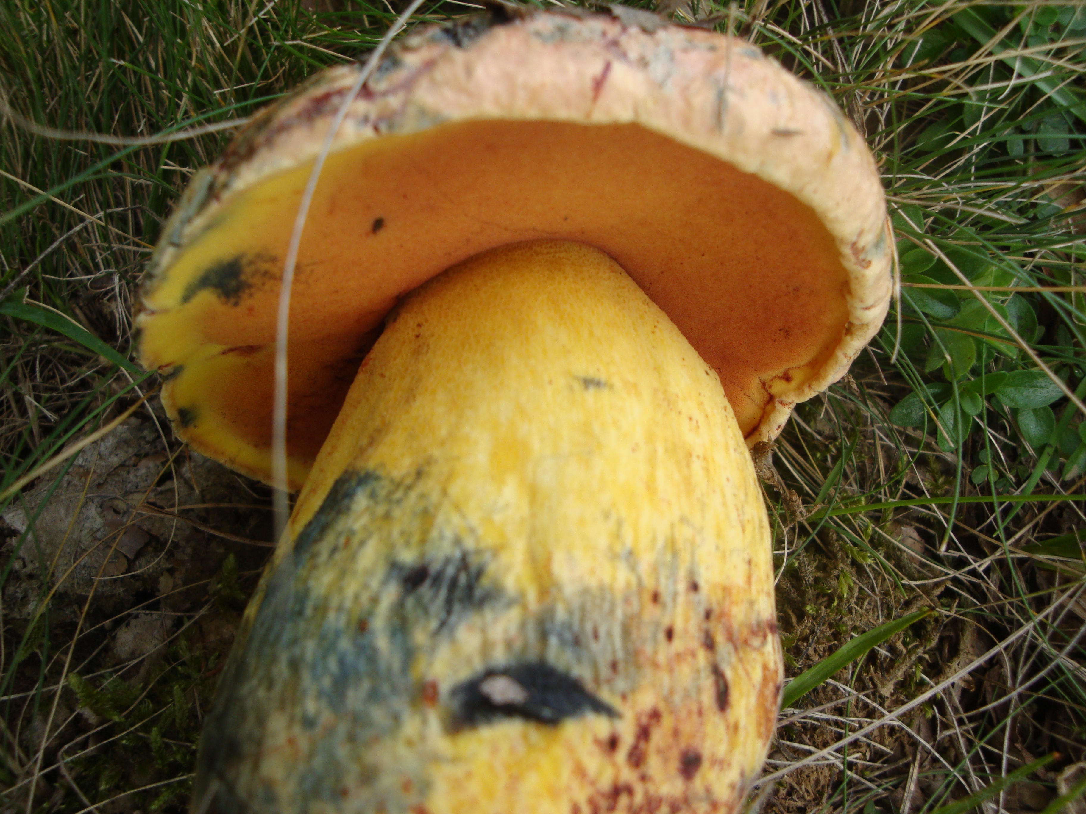 02112017182510 3237 art 396 boletus rhodoxanthus3