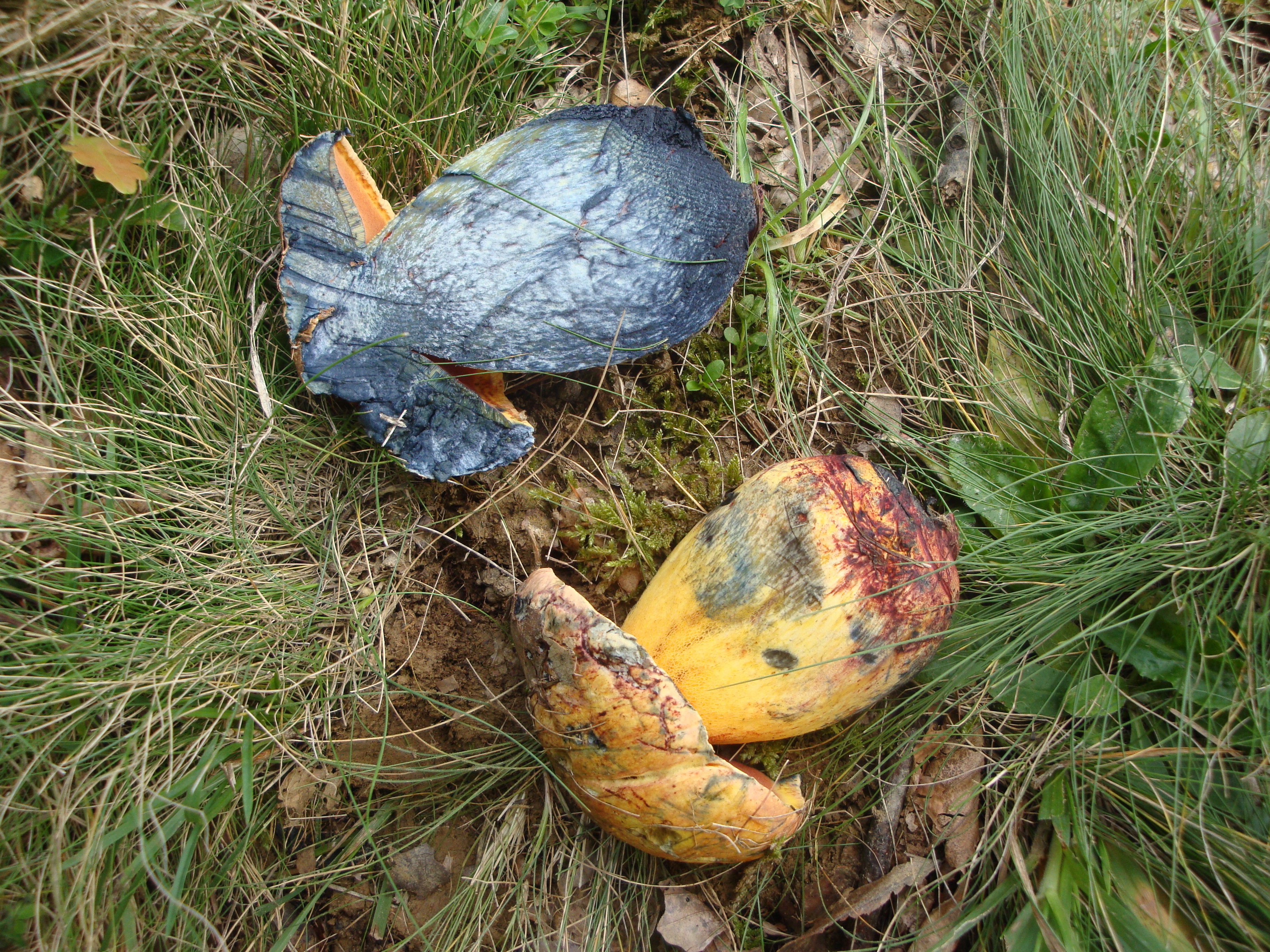 02112017182815 3238 art 396 boletus rhodoxanthus7