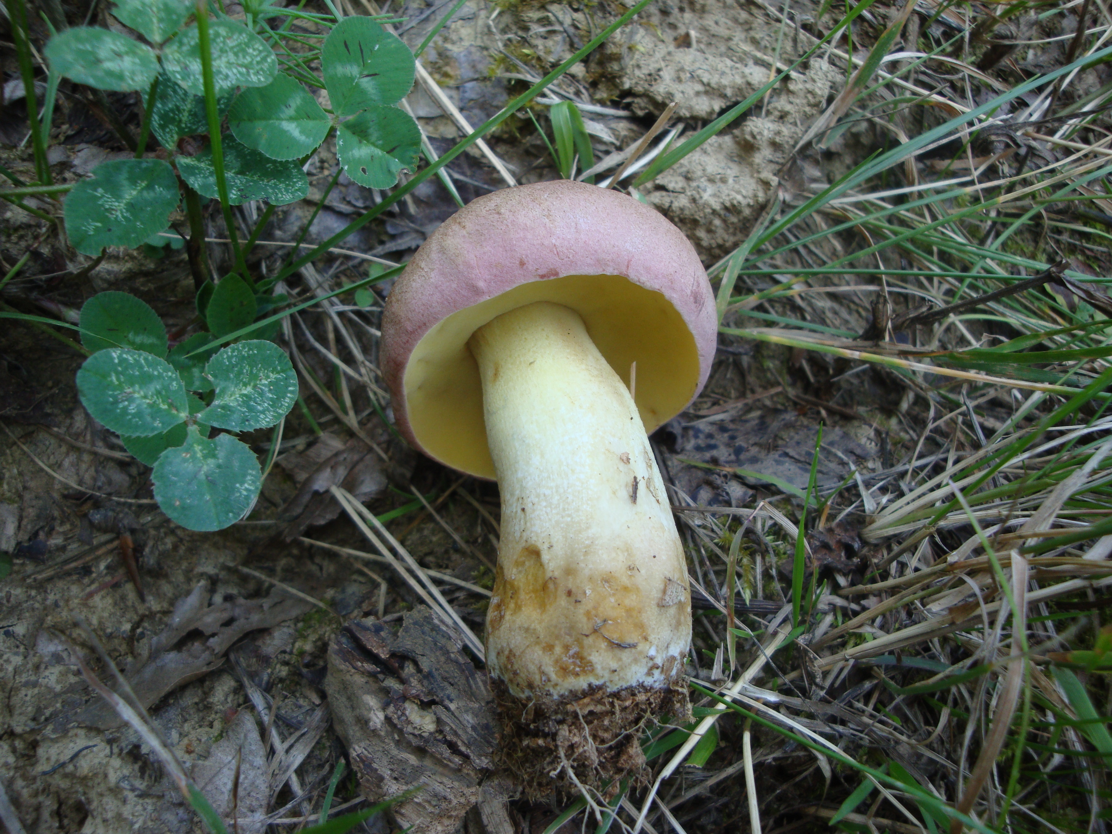 02112017183451 3239 art 219 boletus fuscoroseus