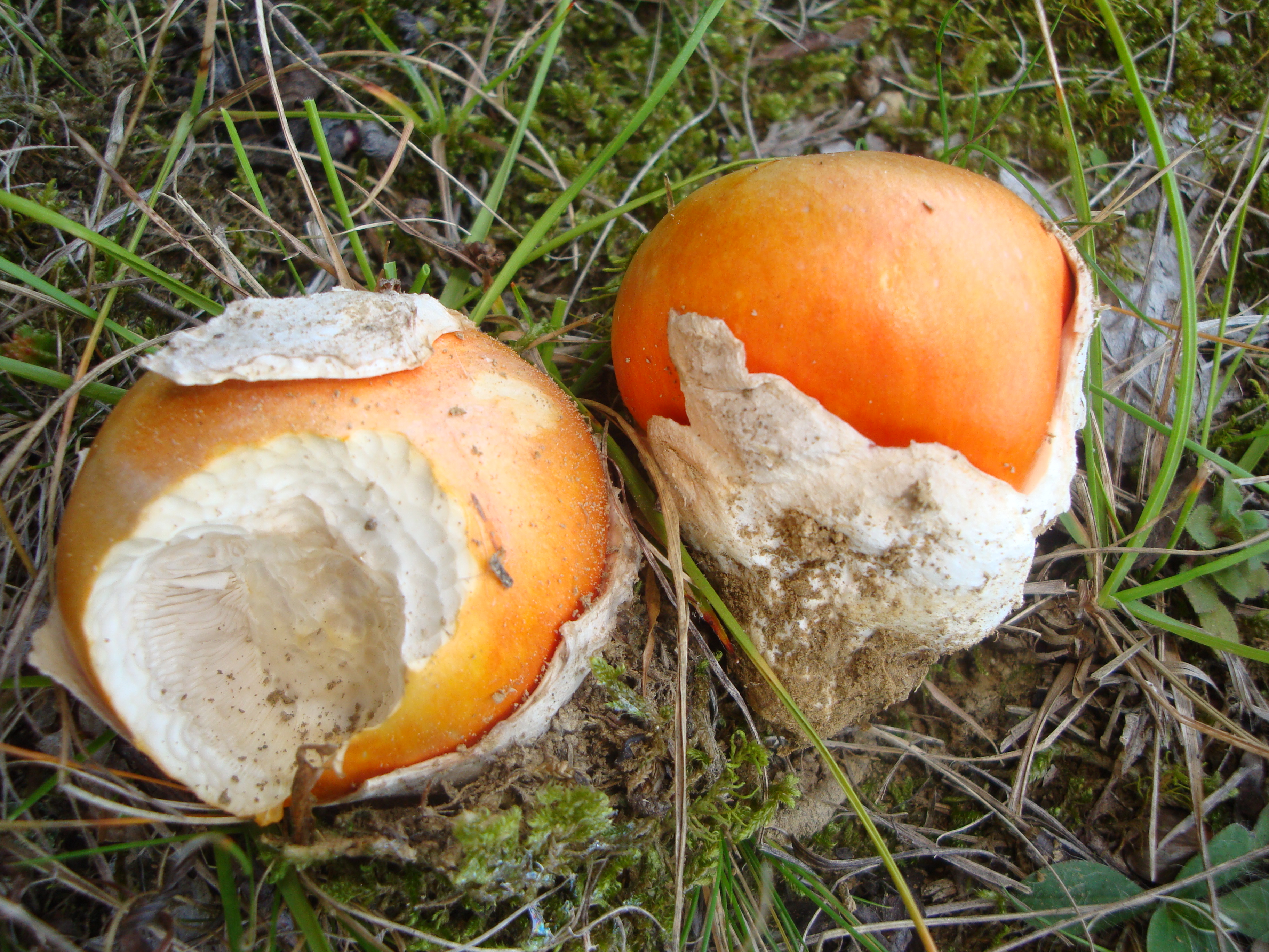 02112017185808 3240 art 1932 amanita caesarea2