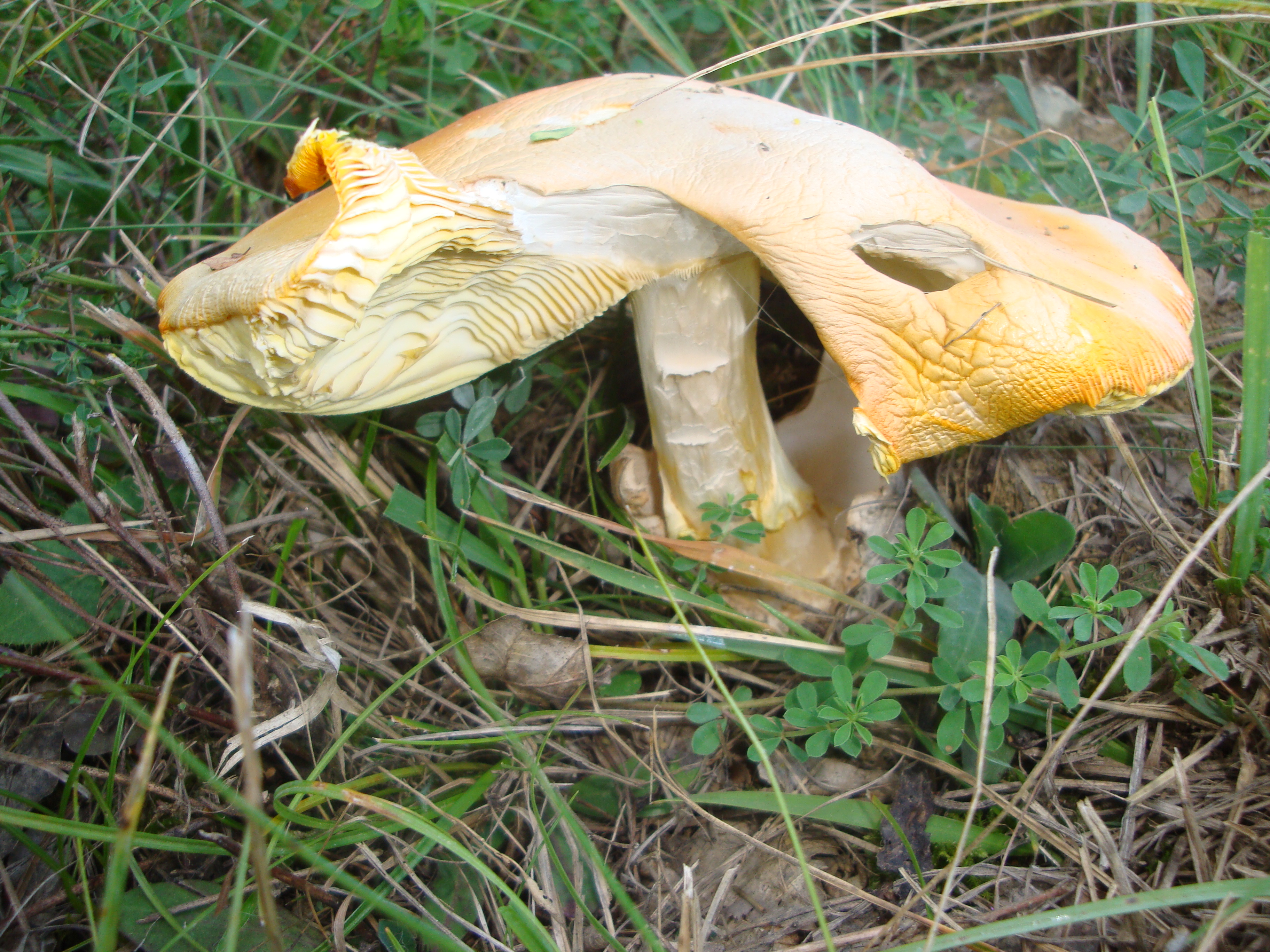 02112017190017 3241 art 1932 amanita caesarea3