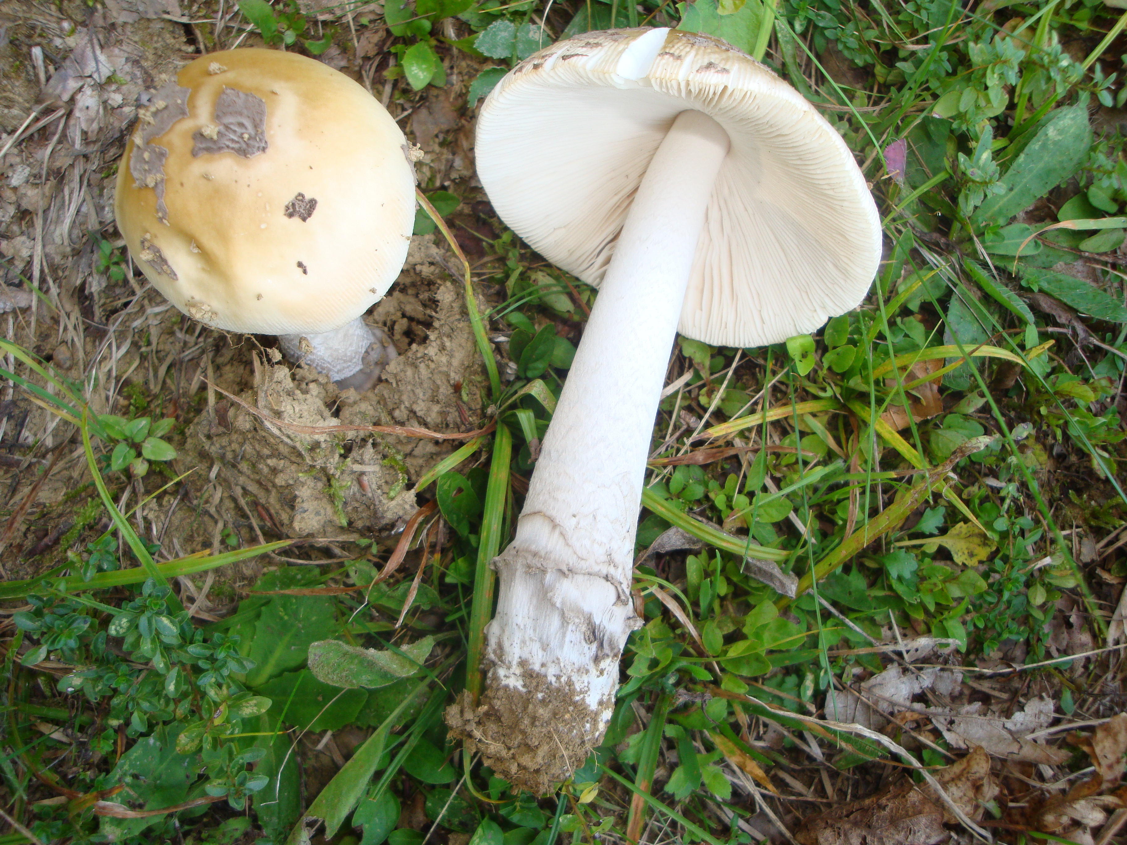 02112017191829 3242 art 1933 amanita ceciliae2