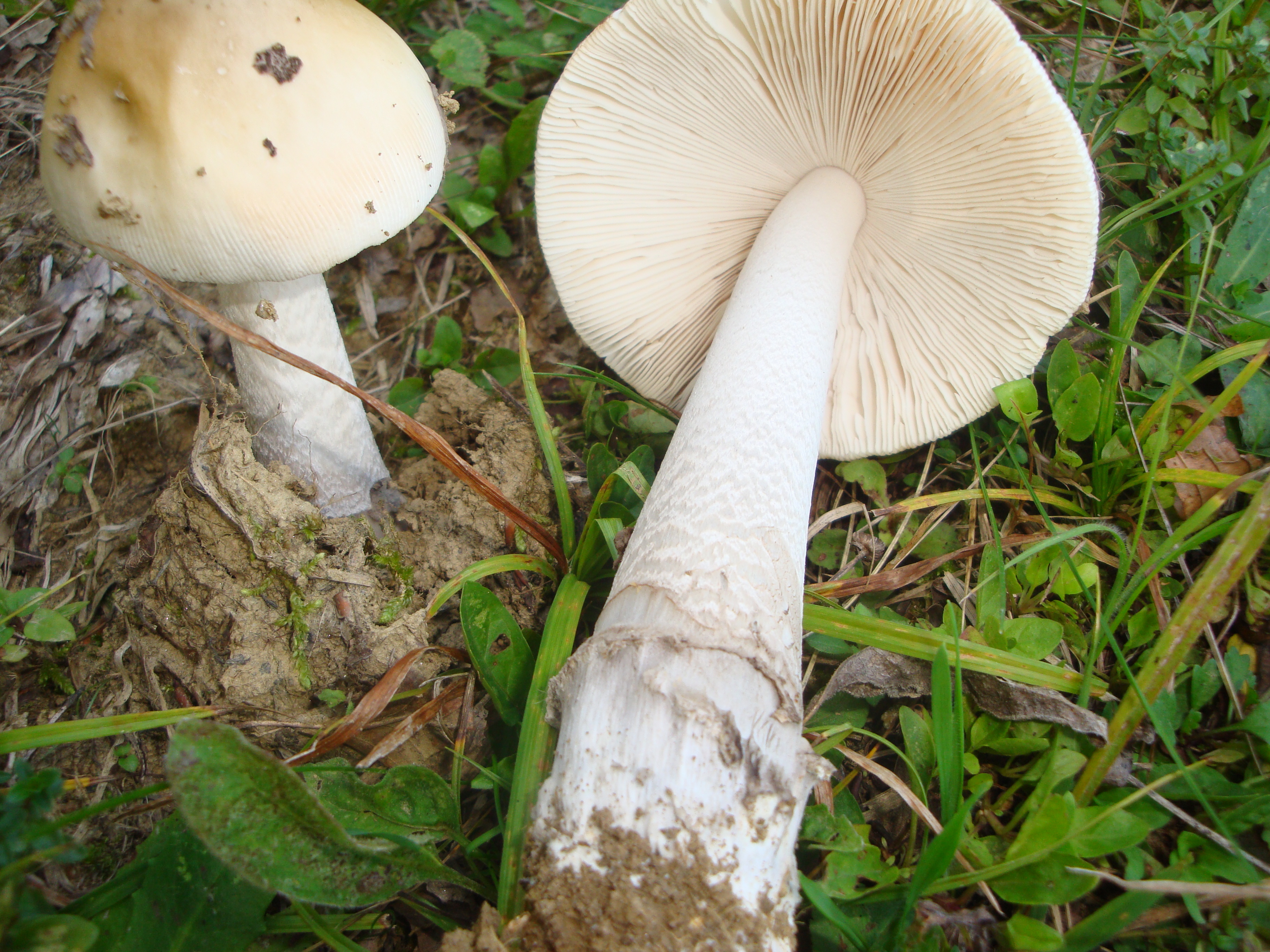 02112017191957 3243 art 1933 amanita ceciliae3