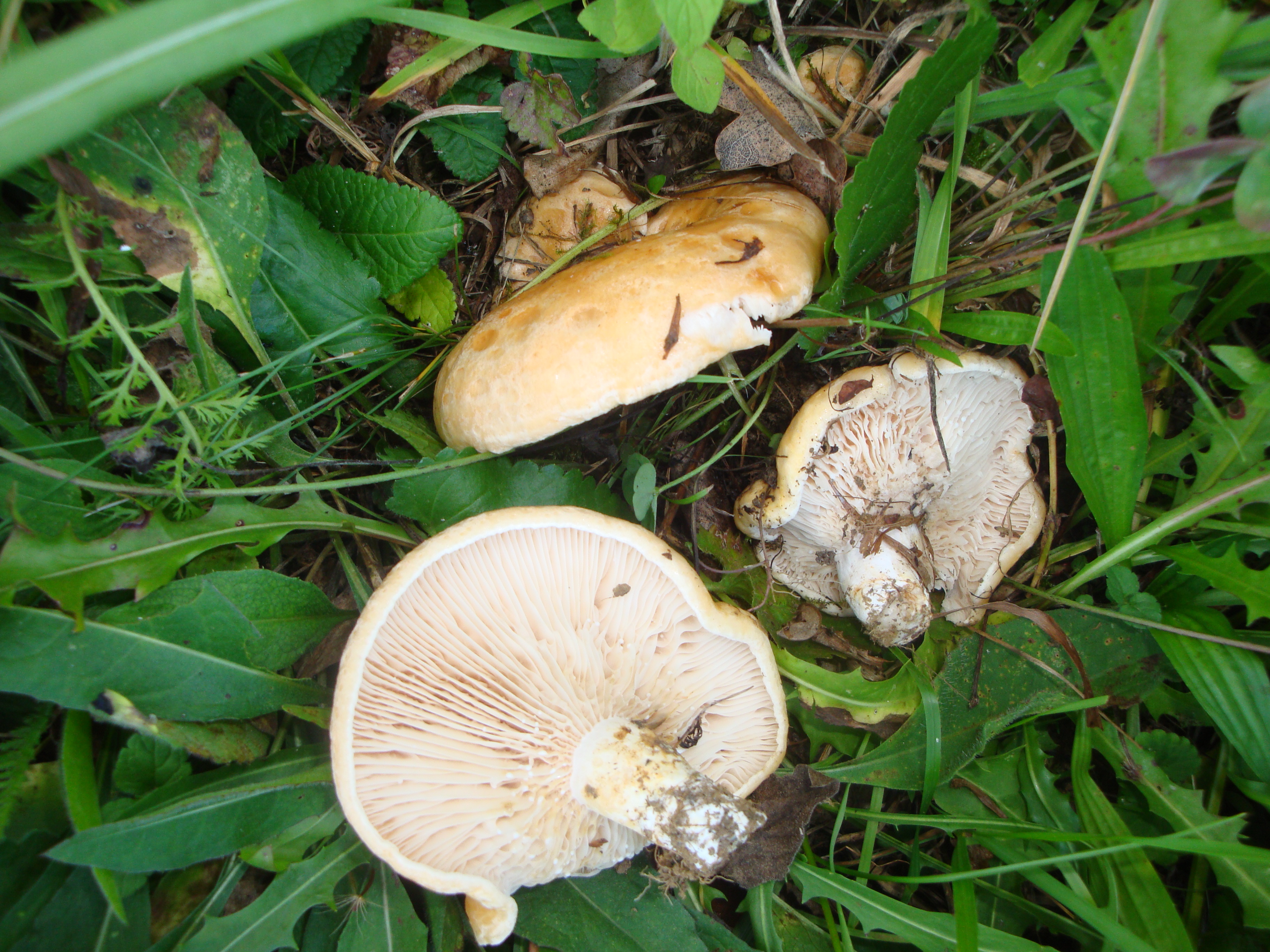 02112017193209 3244 art 1934 lactarius acerrimus unter eichen weismilchend