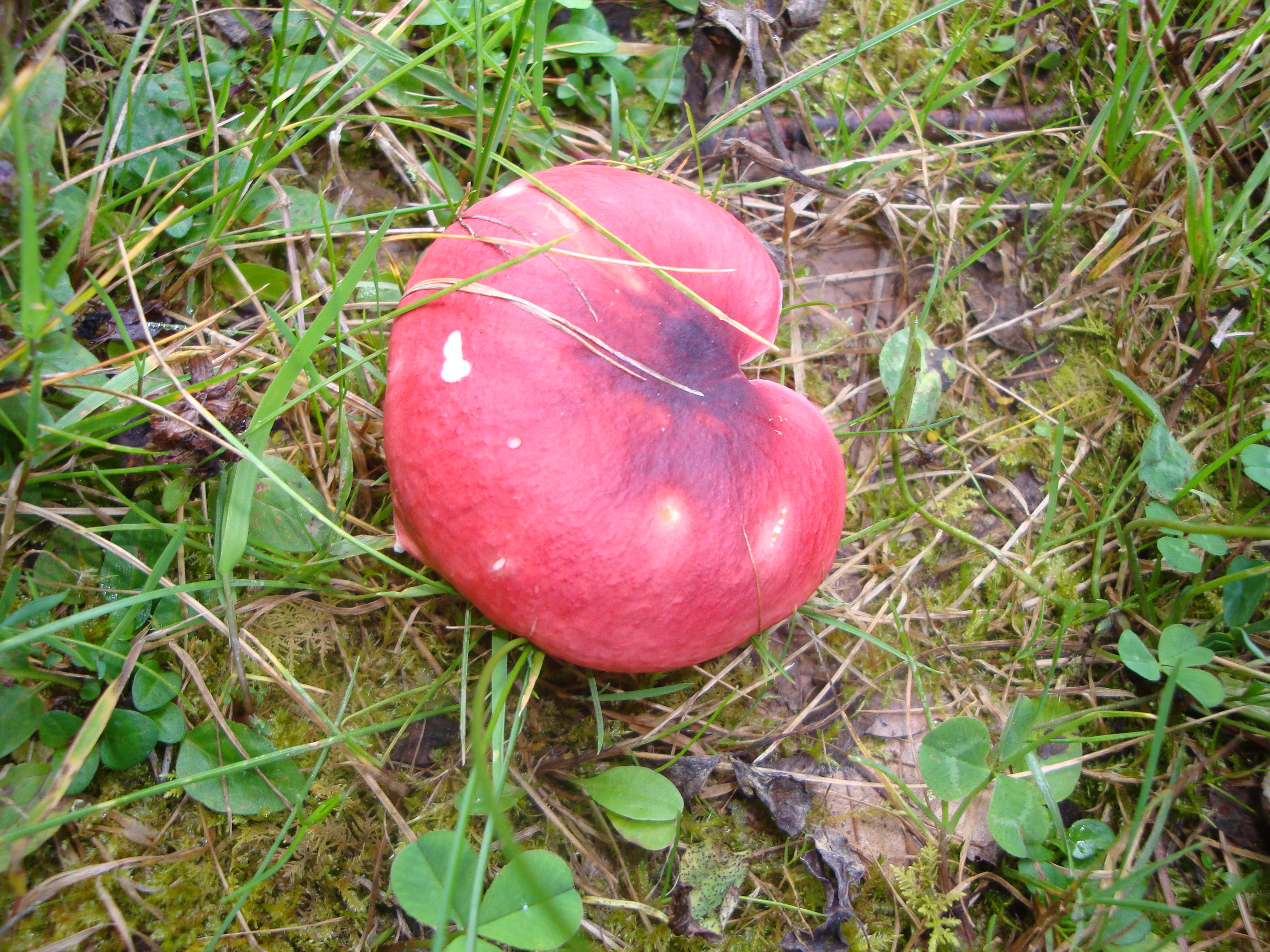 02112017195133 3245 art 1935 russula xerampelina1