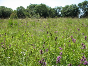 03052013092628 186 lebensraum 1120 img 4708