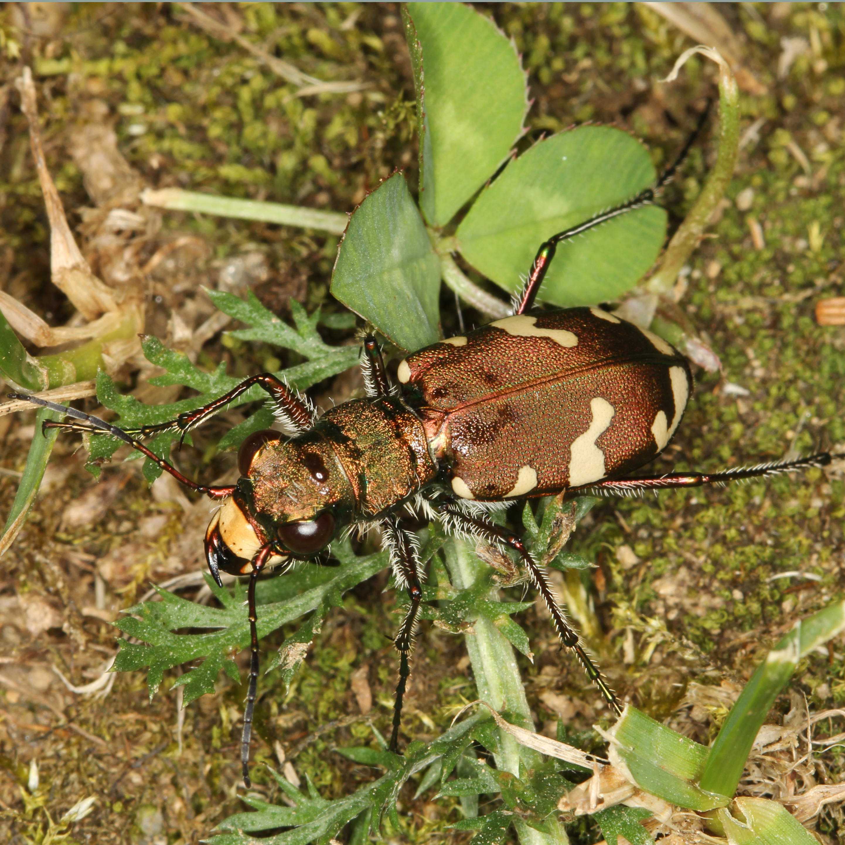 03052013104506 190 art 198 cicindela sylvicola 2
