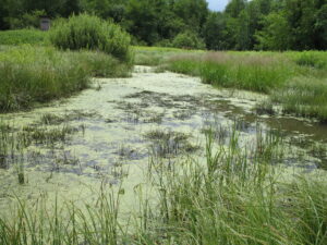 03052013104749 191 lebensraum 1126 rohricht2