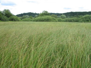 03052013105039 192 lebensraum 1126 schlankseggenried