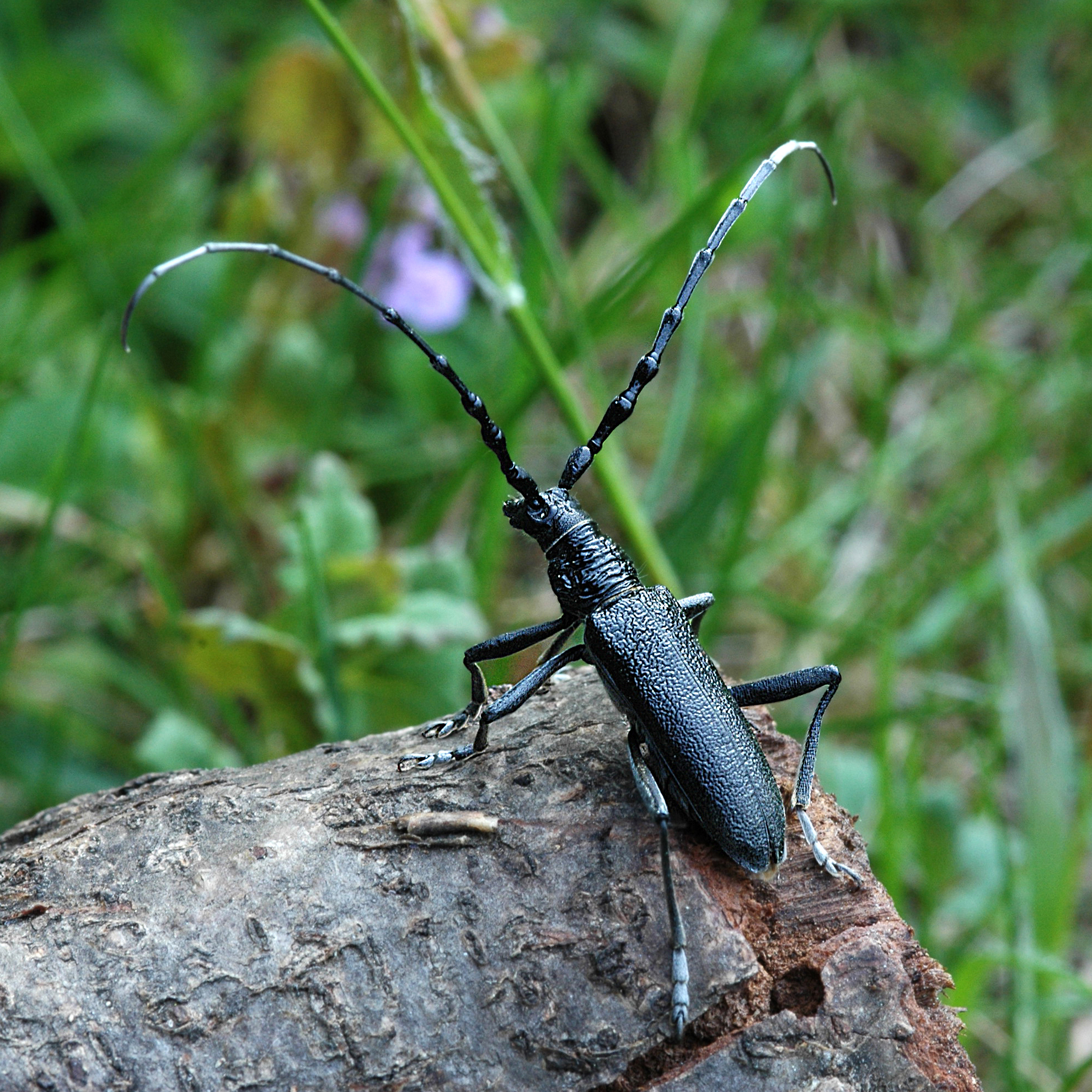 03052013123506 195 art 202 cerambyx scopolii