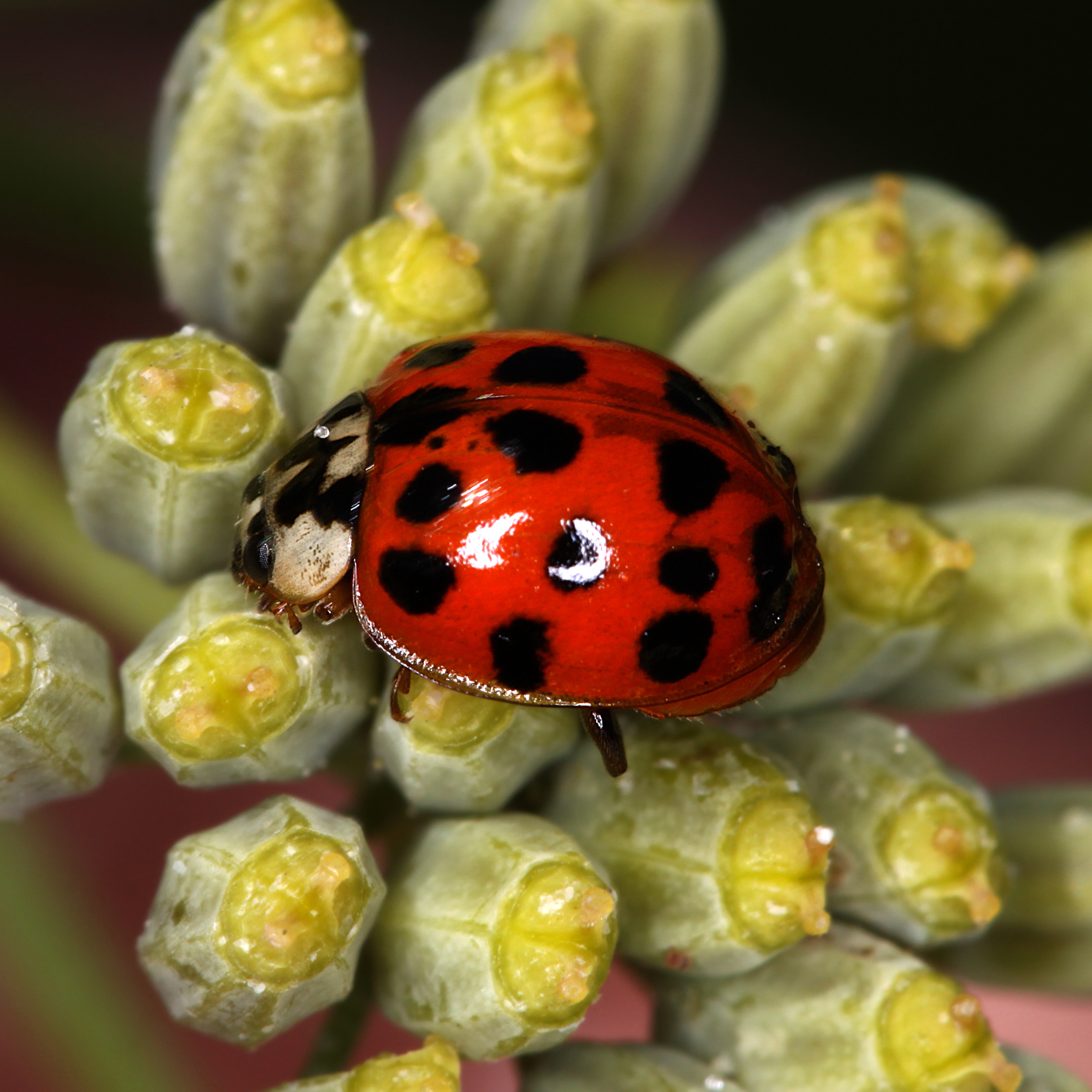 03052013130251 196 art 204 harmonia axyridis 7