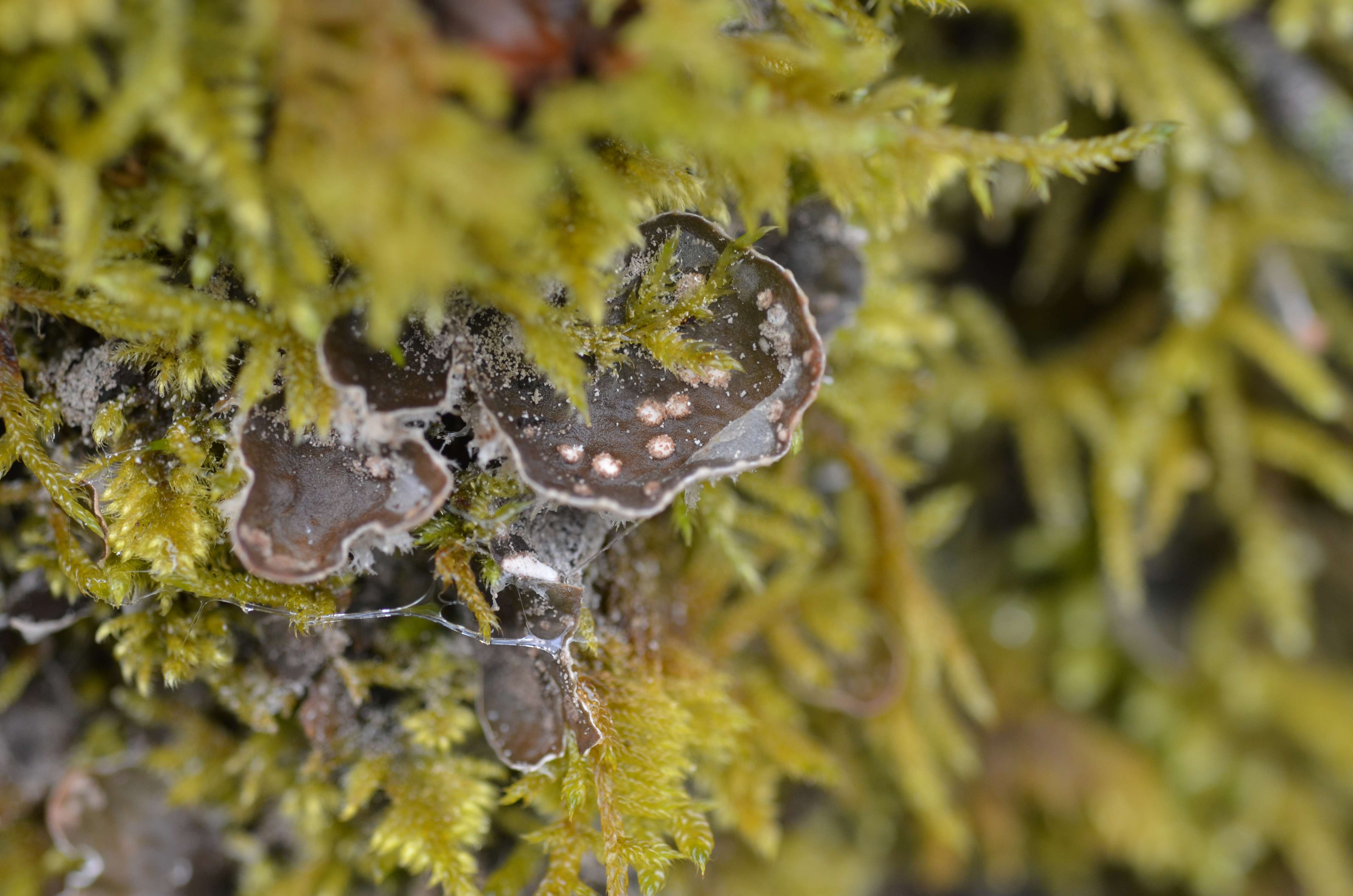 03082014112114 2614 art 1575 peltigera didactyla mit flachensoralen 1