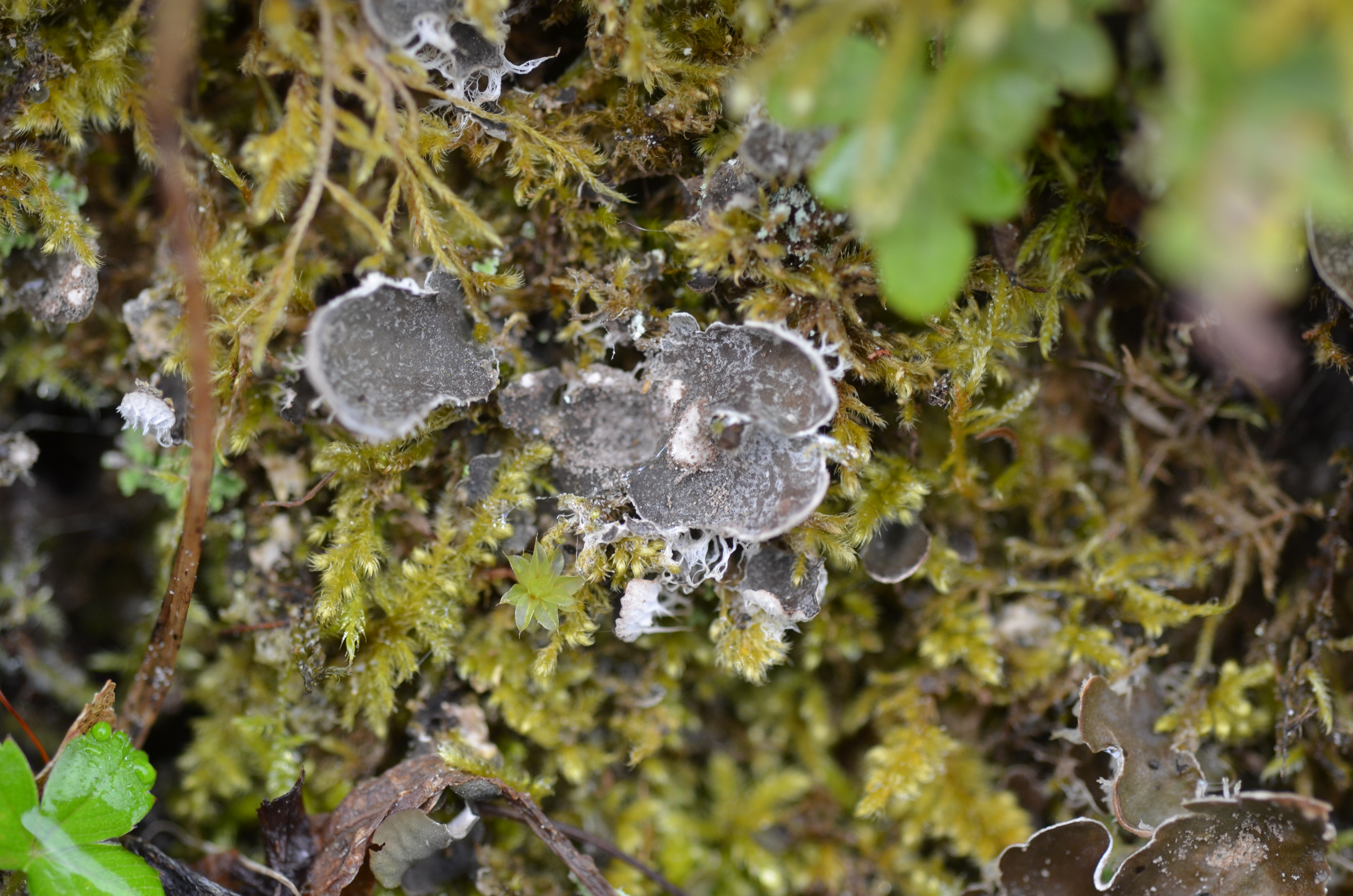 03082014112333 2615 art 1575 peltigera didactyla mit flachensoralen 2