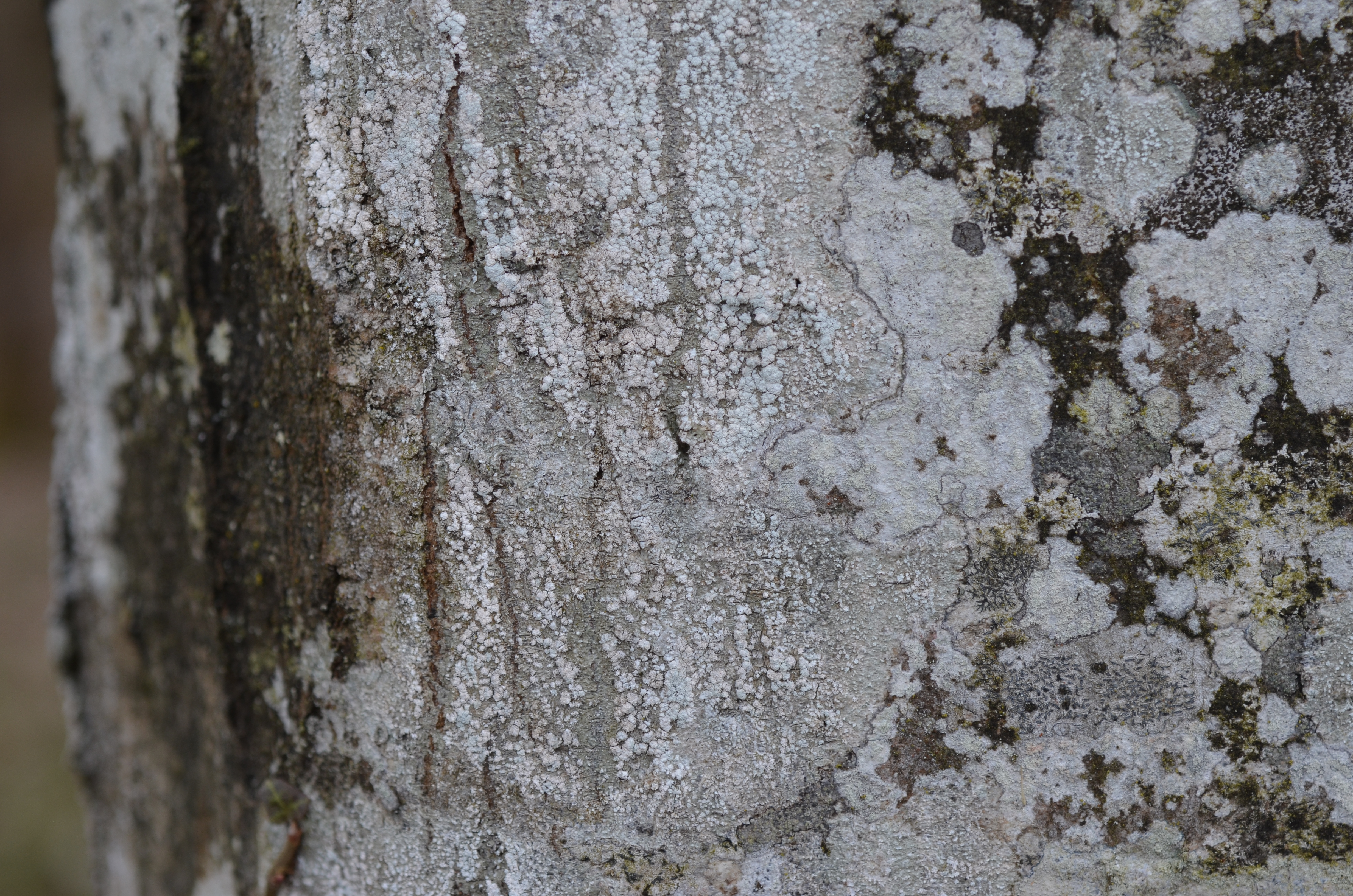 03082014114040 2616 art 1576 pertusaria amara