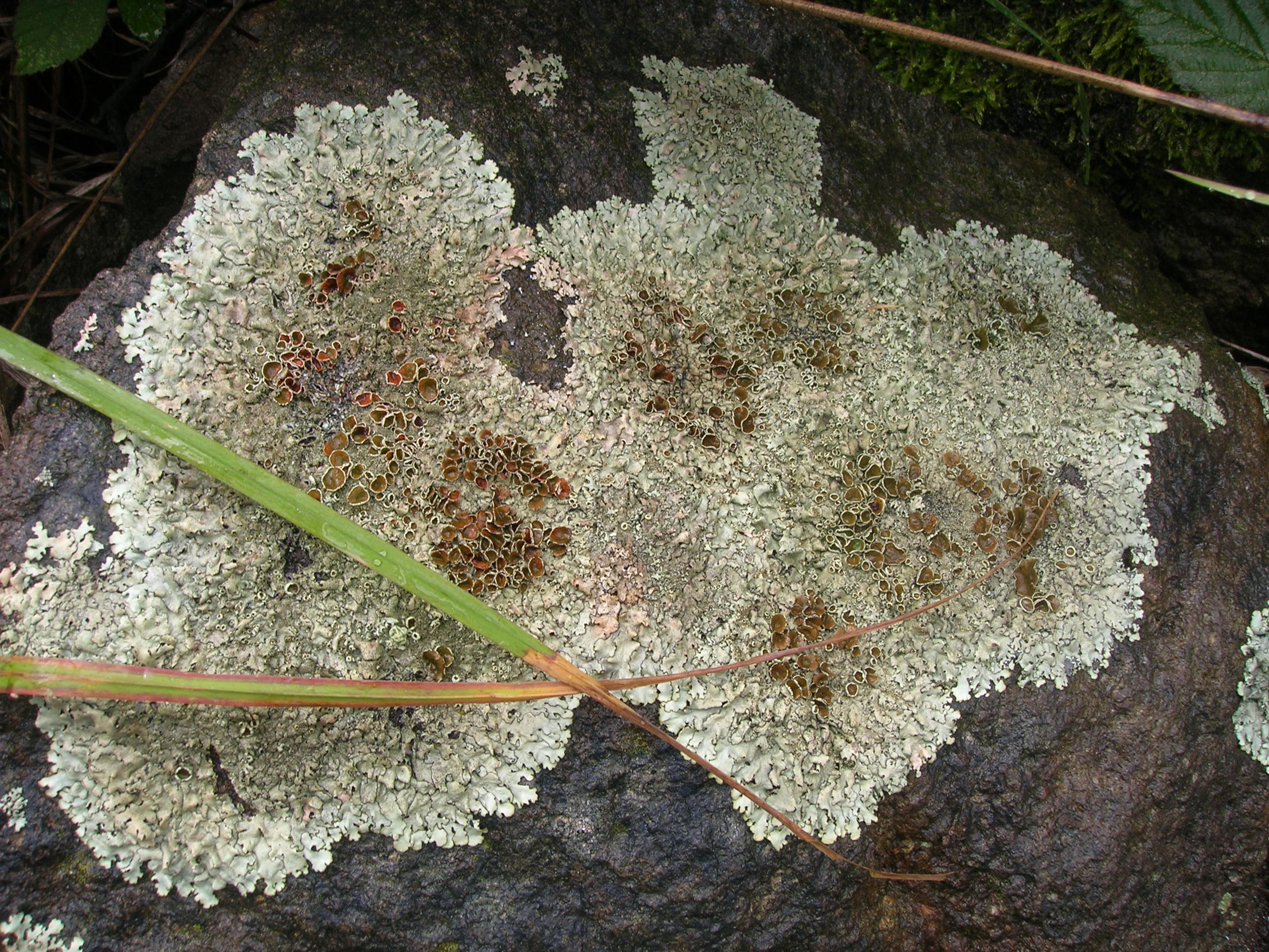 03082014114342 2617 art 459 radniger alm2006 06 10 10 59 26