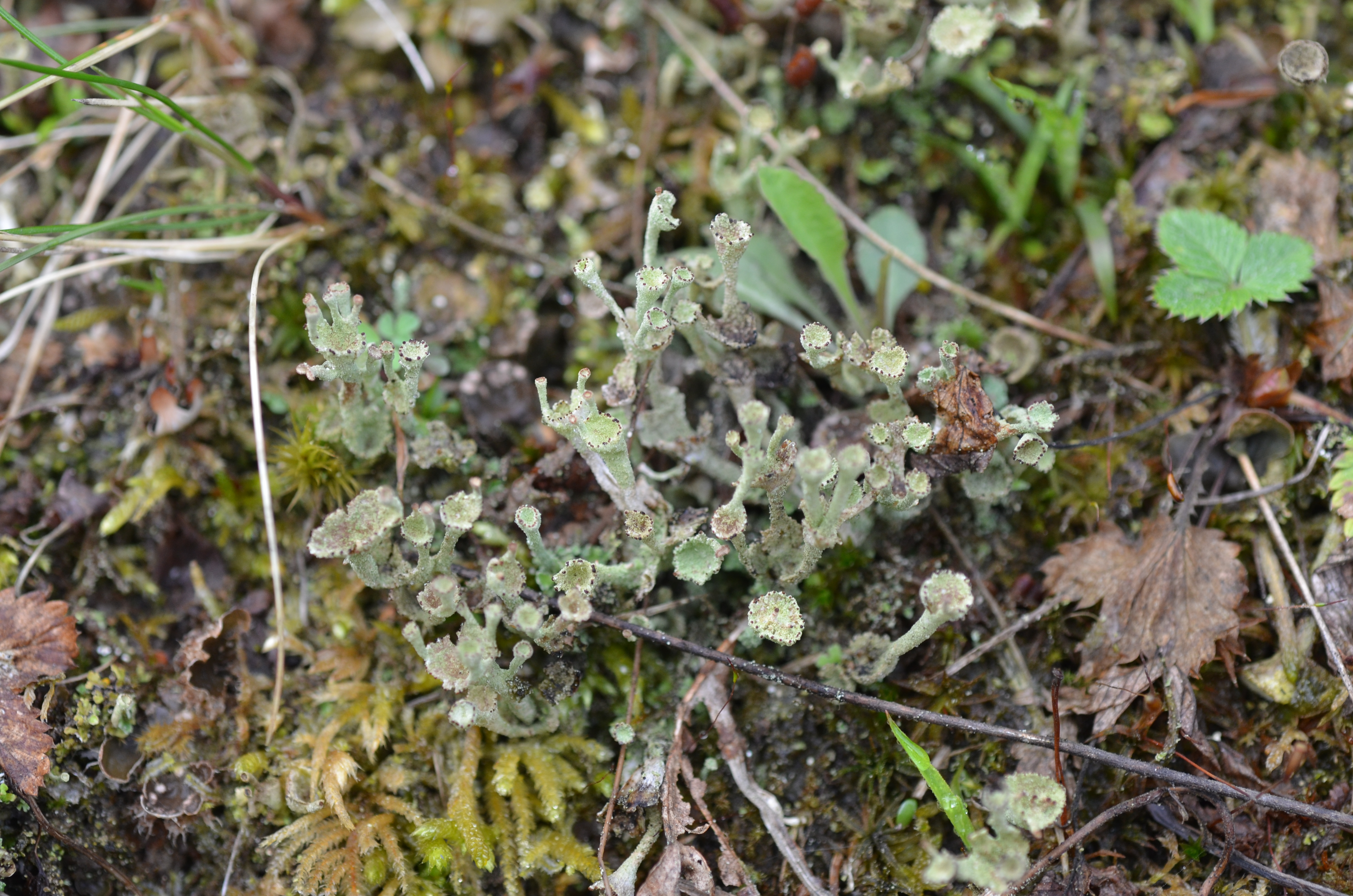 03082014115656 2618 art 1577 cladonia cervicornis