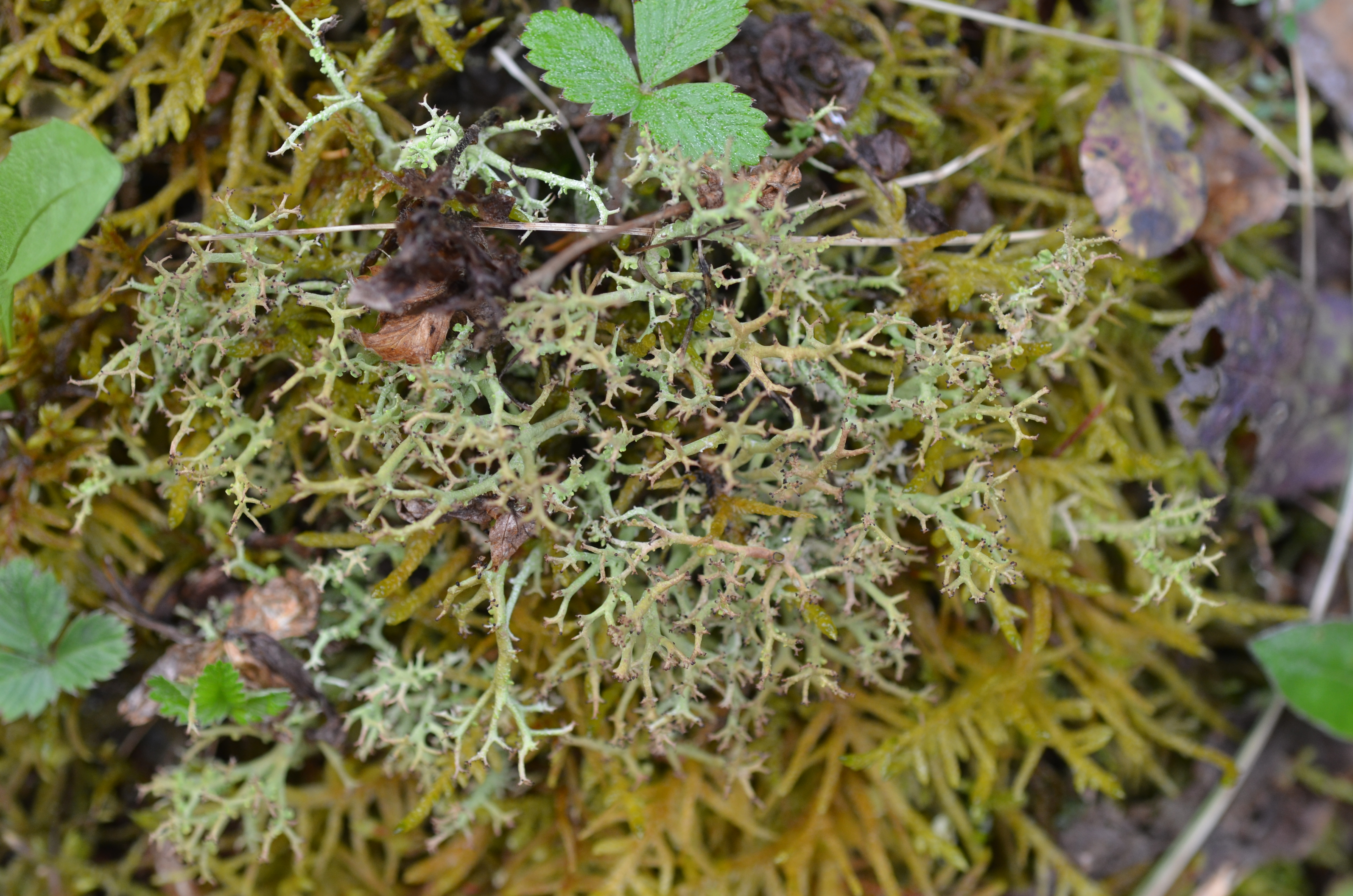 03082014121439 2619 art 1578 cladonia furcata