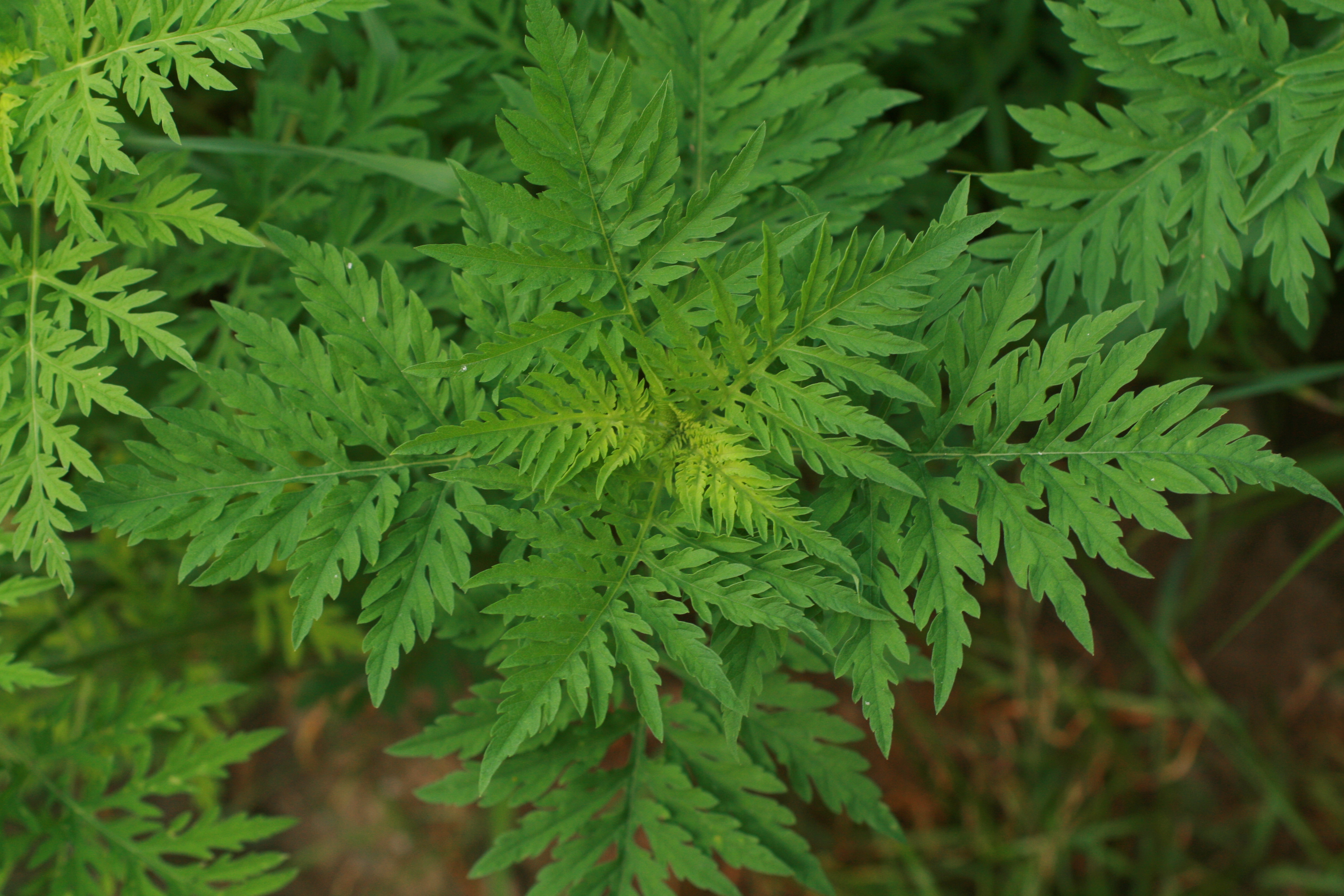 03092013091454 1867 art 709 ambrosia artemisiifolia sicheldorf bild 318 32