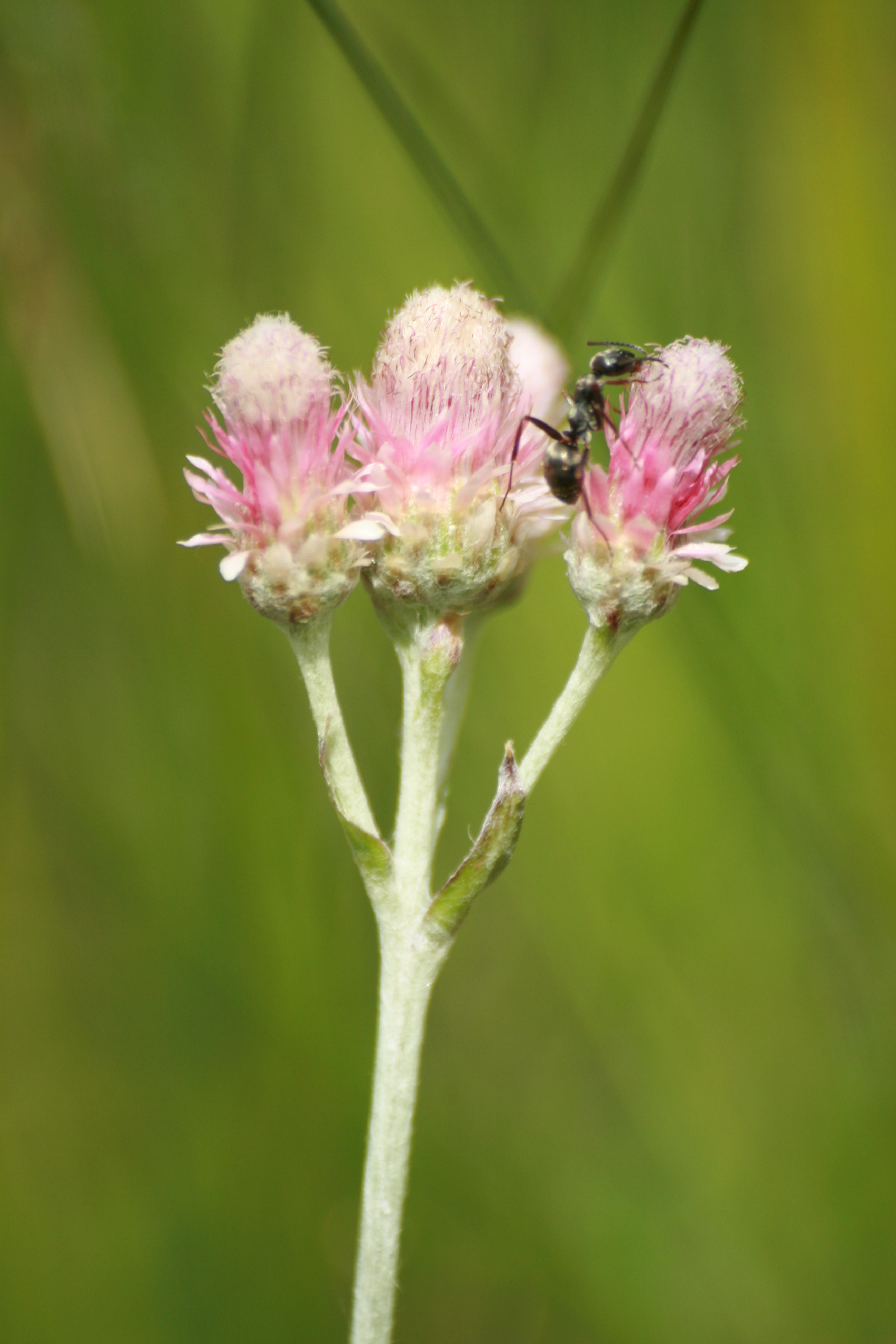 03092013091857 1868 art 546 antennaria dioica masenberg 0 103 17