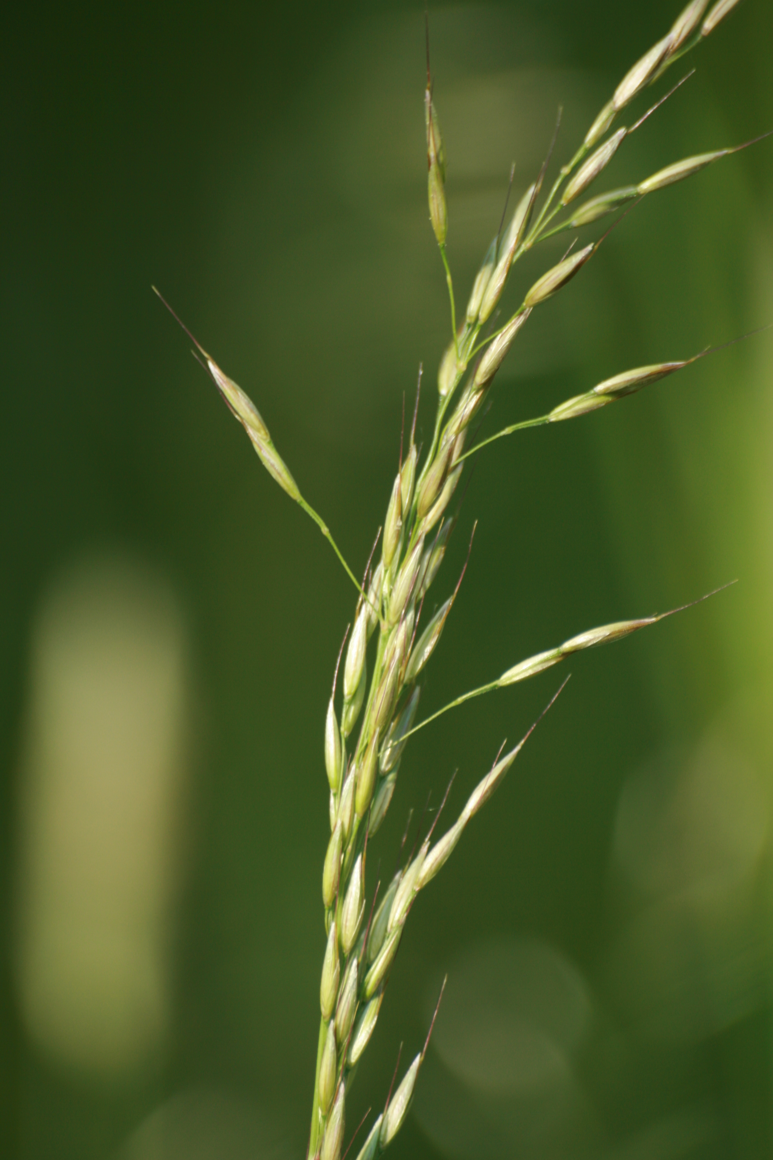 03092013092045 1869 art 492 arrhenatherum elatius burgfried 01 129