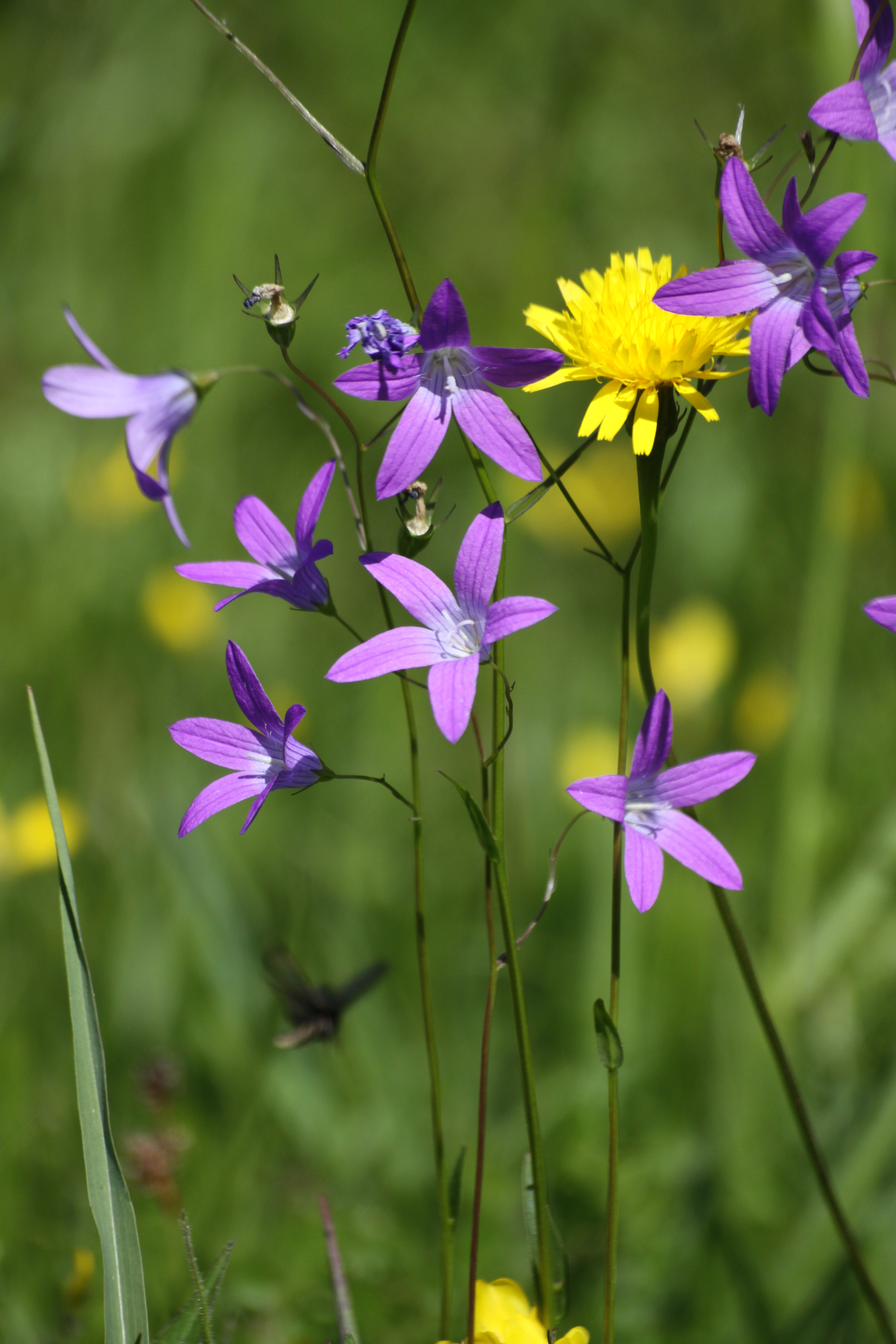 03092013093509 1870 art 503 campanula patula kokotin breg budinci goricko slowenien 321 212