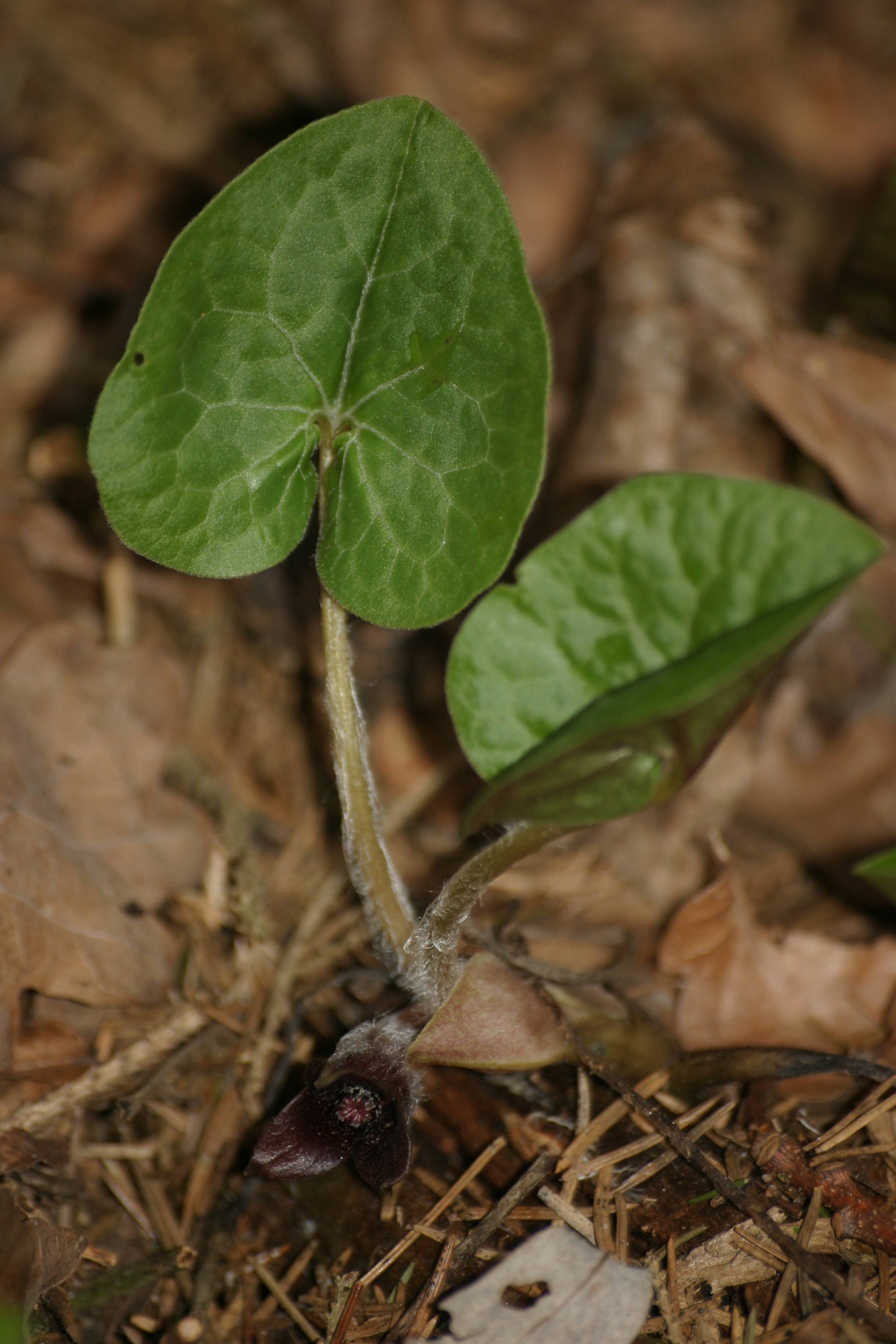 03092013093657 1871 art 490 asarum europaeum subsp caucasicum grafenstein img 7264