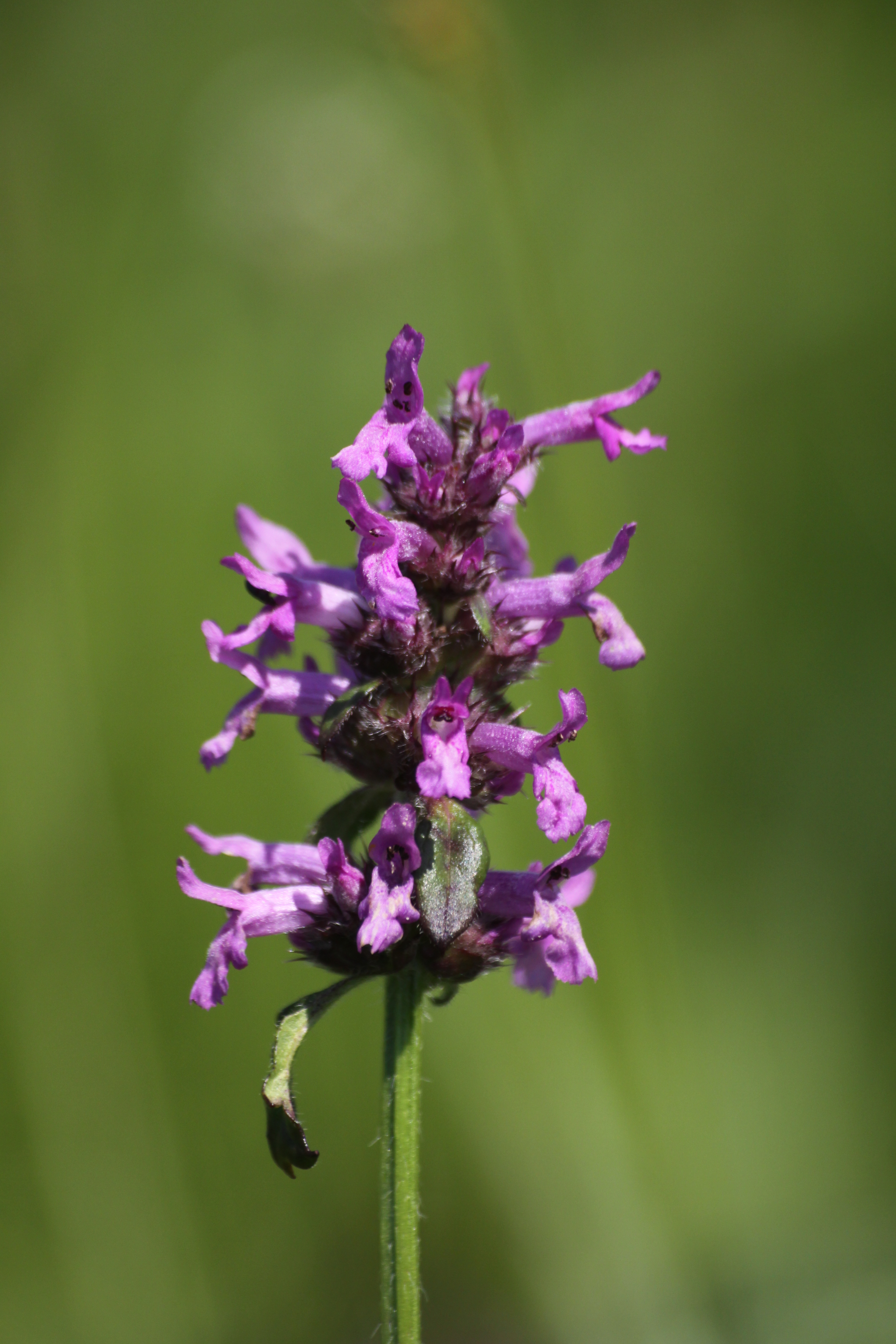 03092013094127 1872 art 342 betonica officinalis worth a d lafnitz 255 21