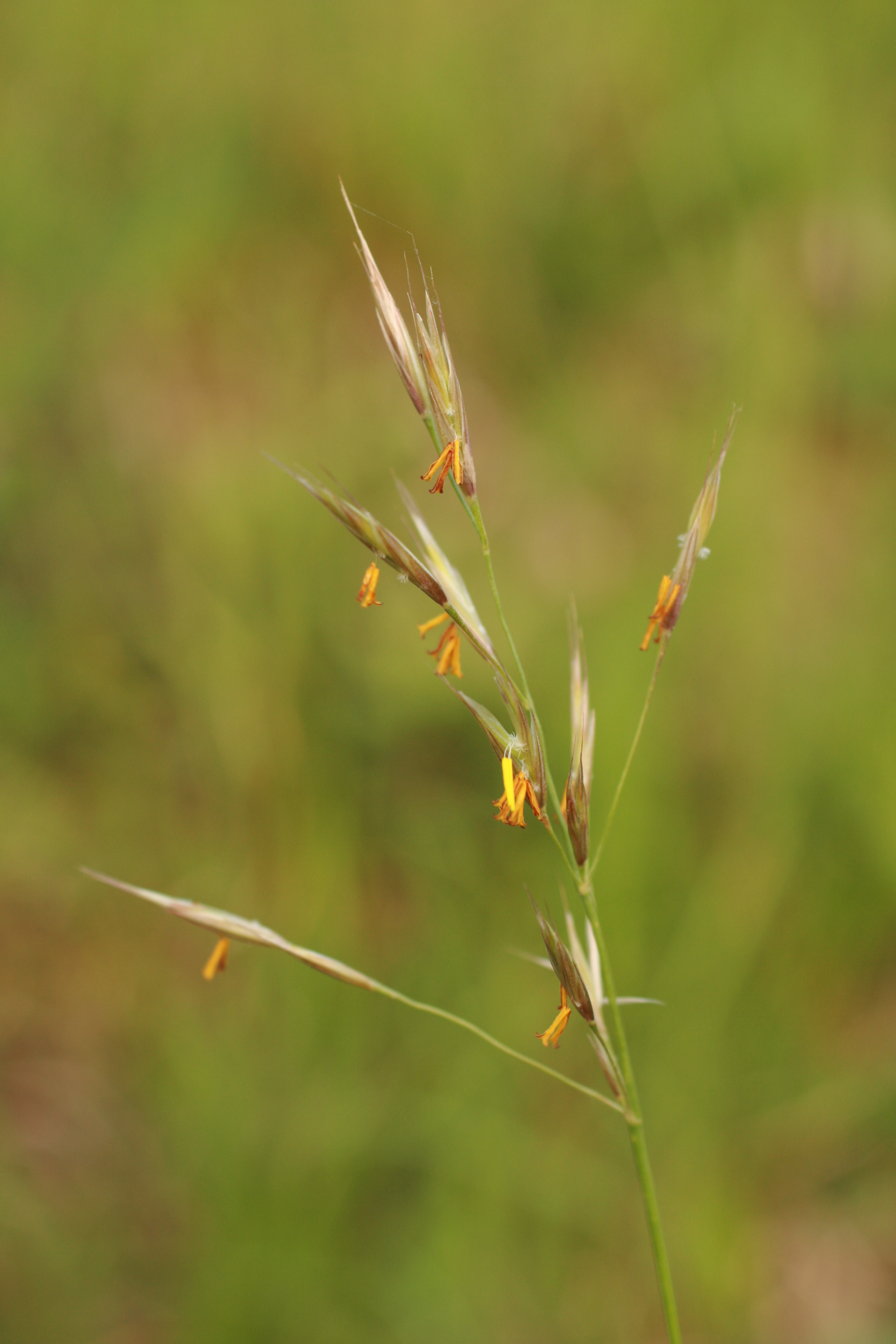 03092013094552 1873 art 549 bromus erectus maierhkichb bild 106