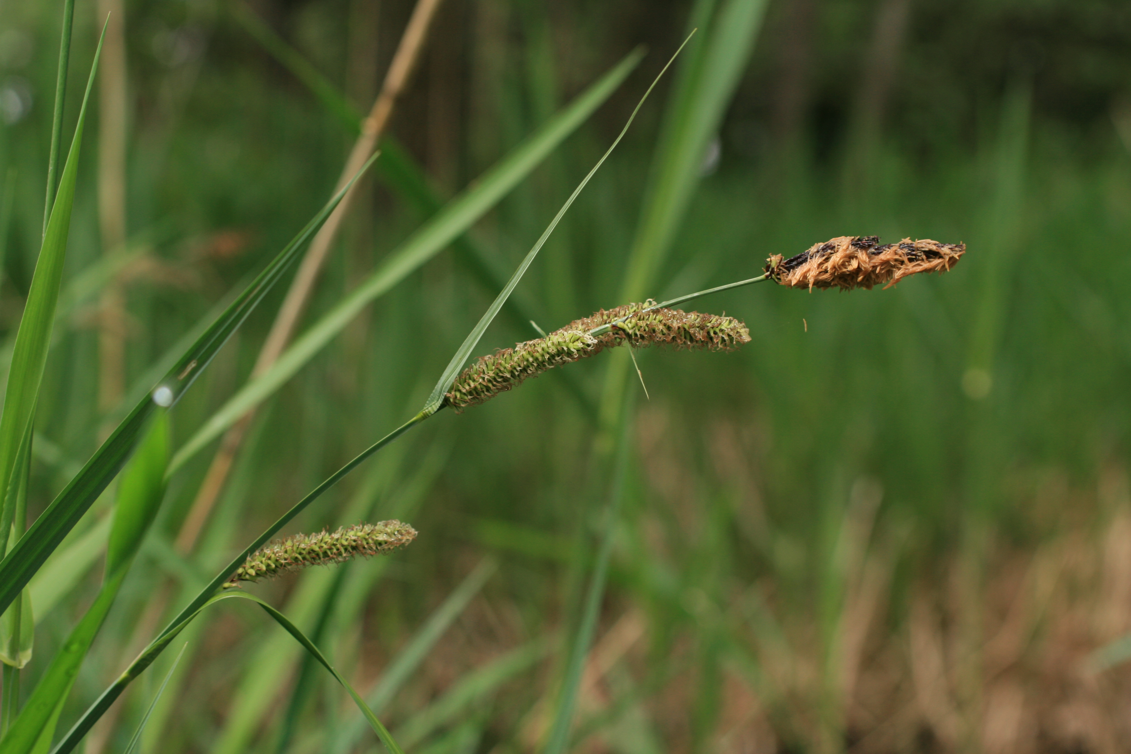 03092013094739 1874 art 365 carex acutiformis werndf img 7616