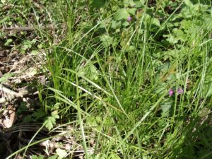 03092013094952 1875 art 1122 carex brizoides 04280011