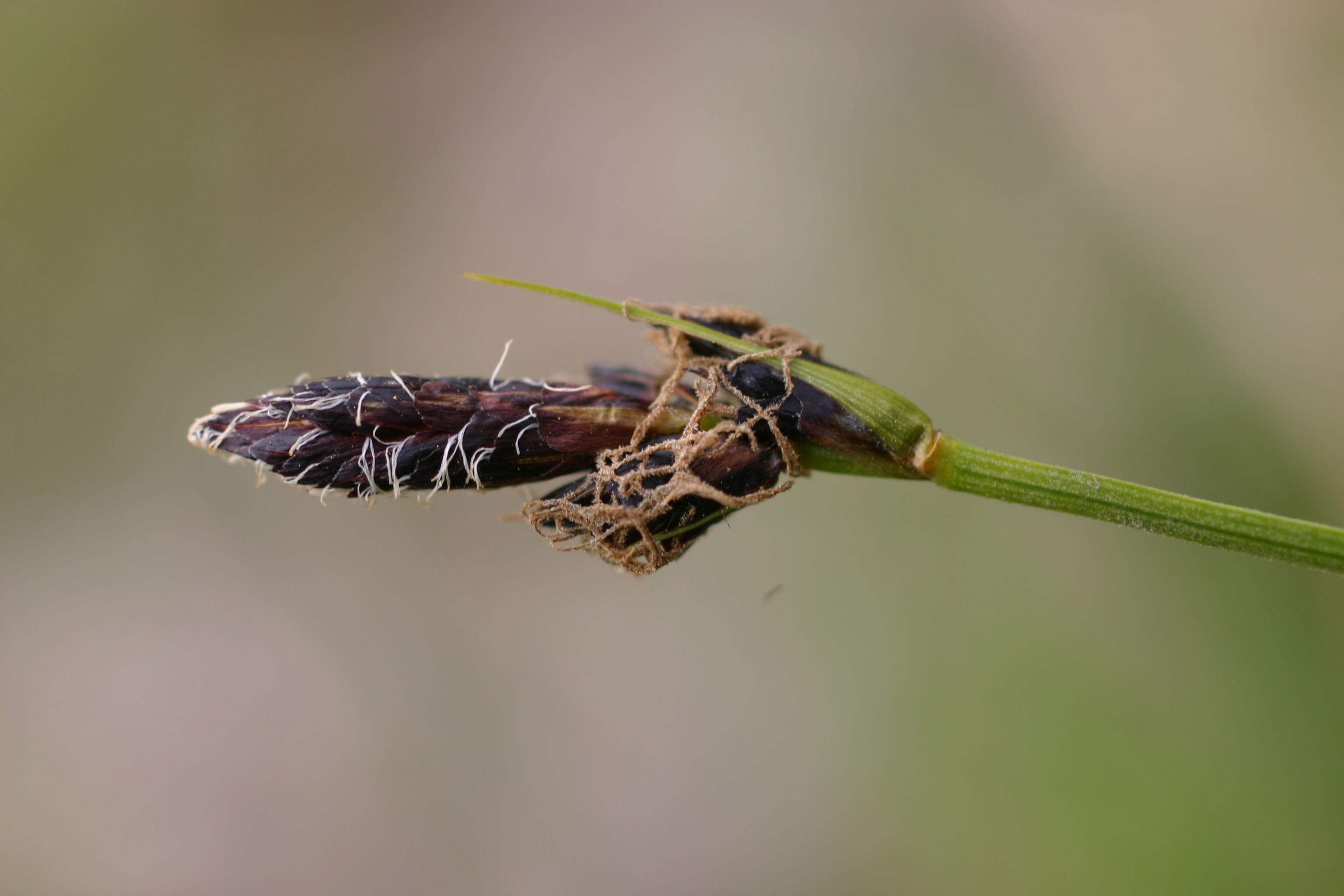 03092013095119 1876 art 547 carex montana bschaidkg sud img 6581