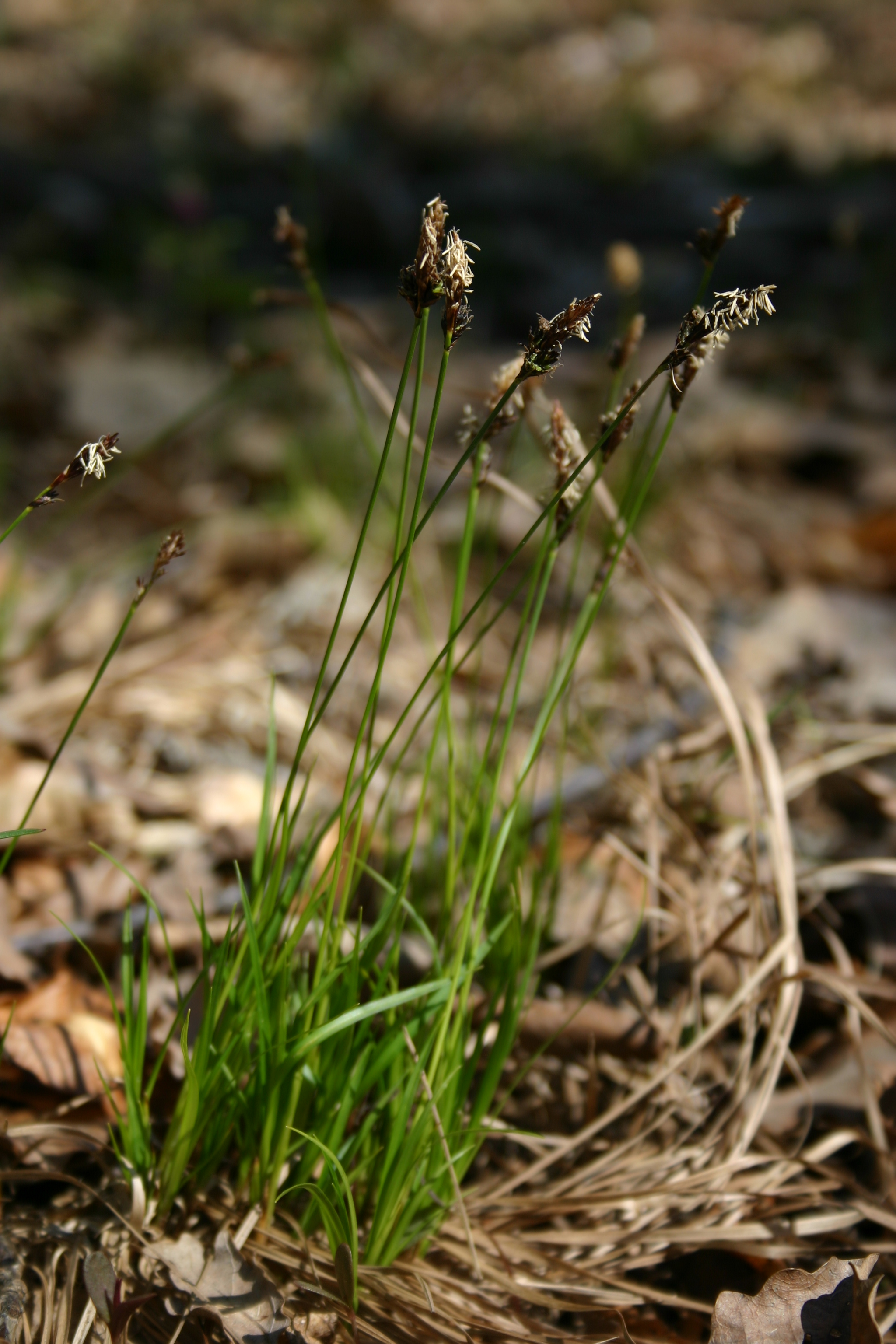 03092013095225 1877 art 547 carex montana reinersdorf bergen img 6879 1