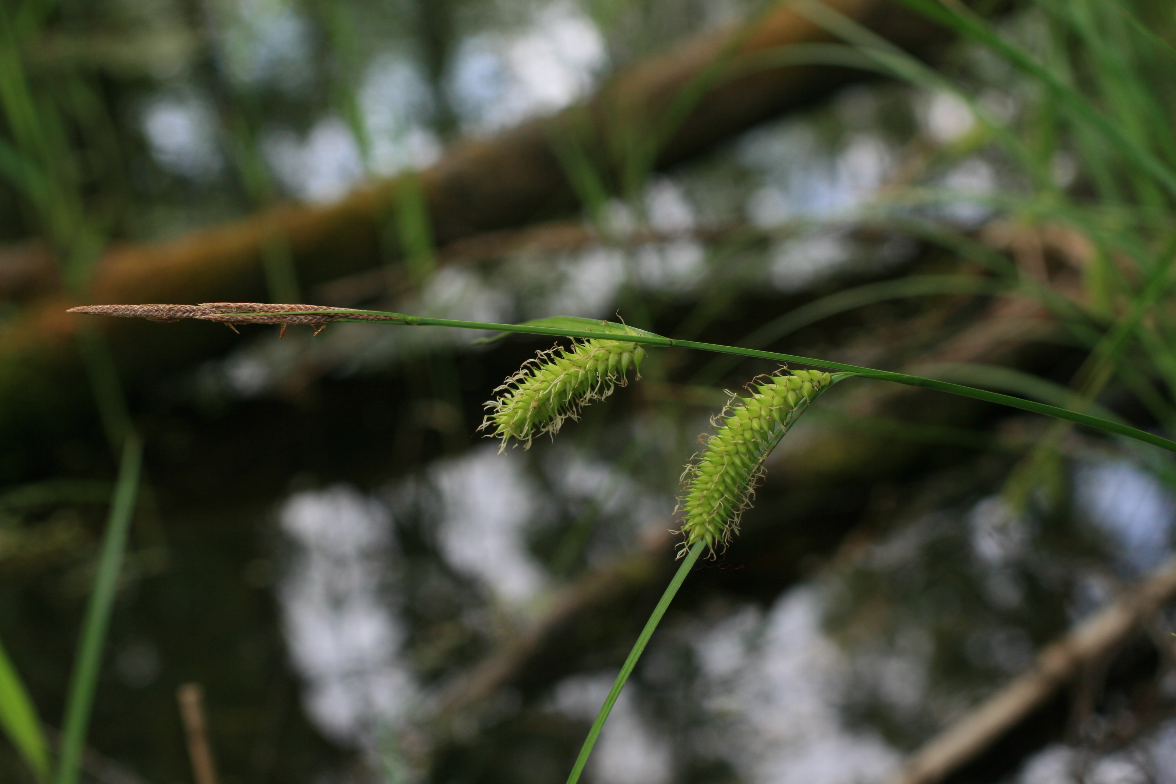 03092013095642 1878 art 367 carex vesicaria werndf img 7642 1