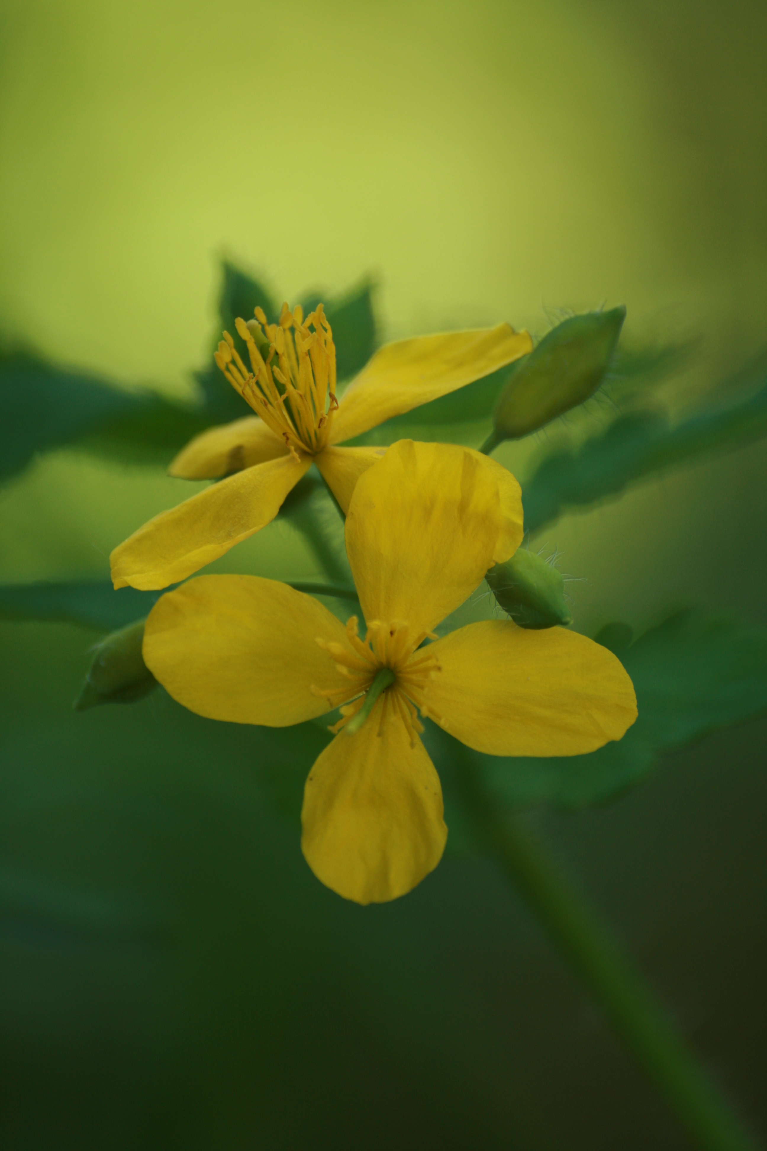 03092013095948 1879 art 304 chelidonium majus burgfried 0 119 1