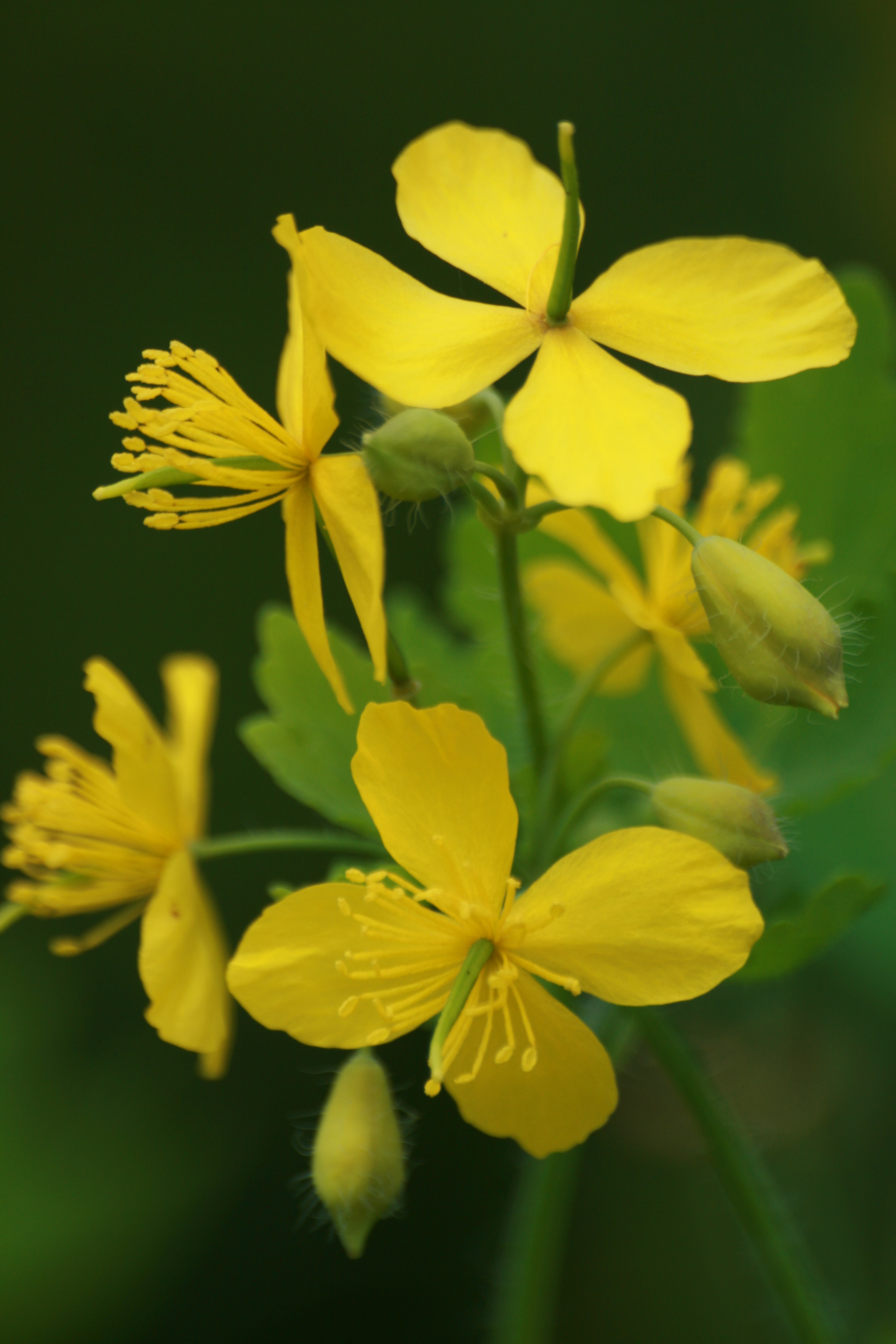 03092013104257 1880 art 304 chelidonium majus burgfried 01 39