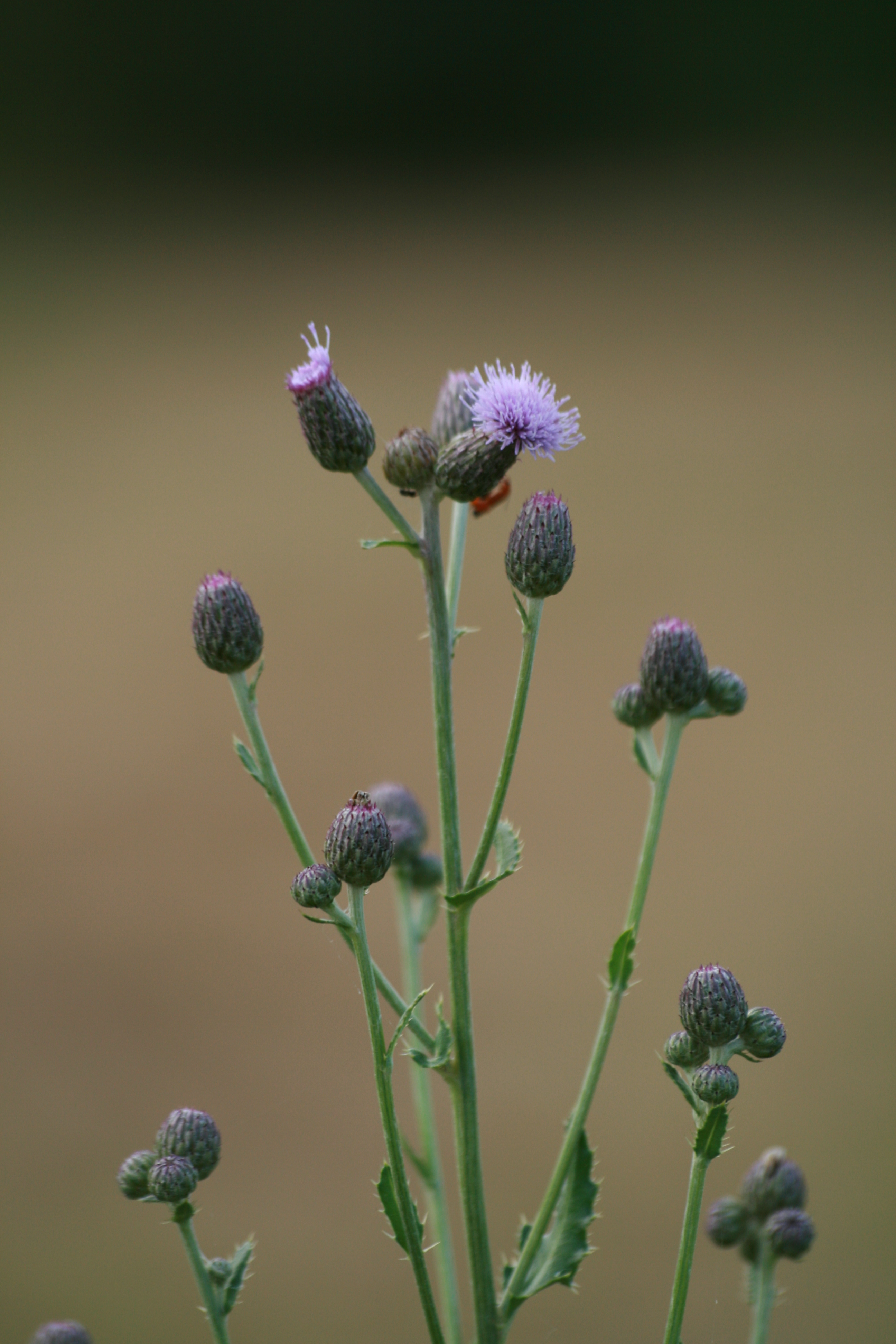 03092013104431 1881 art 566 cirsium arvense st johann i h grosschedlmuhle 23 56