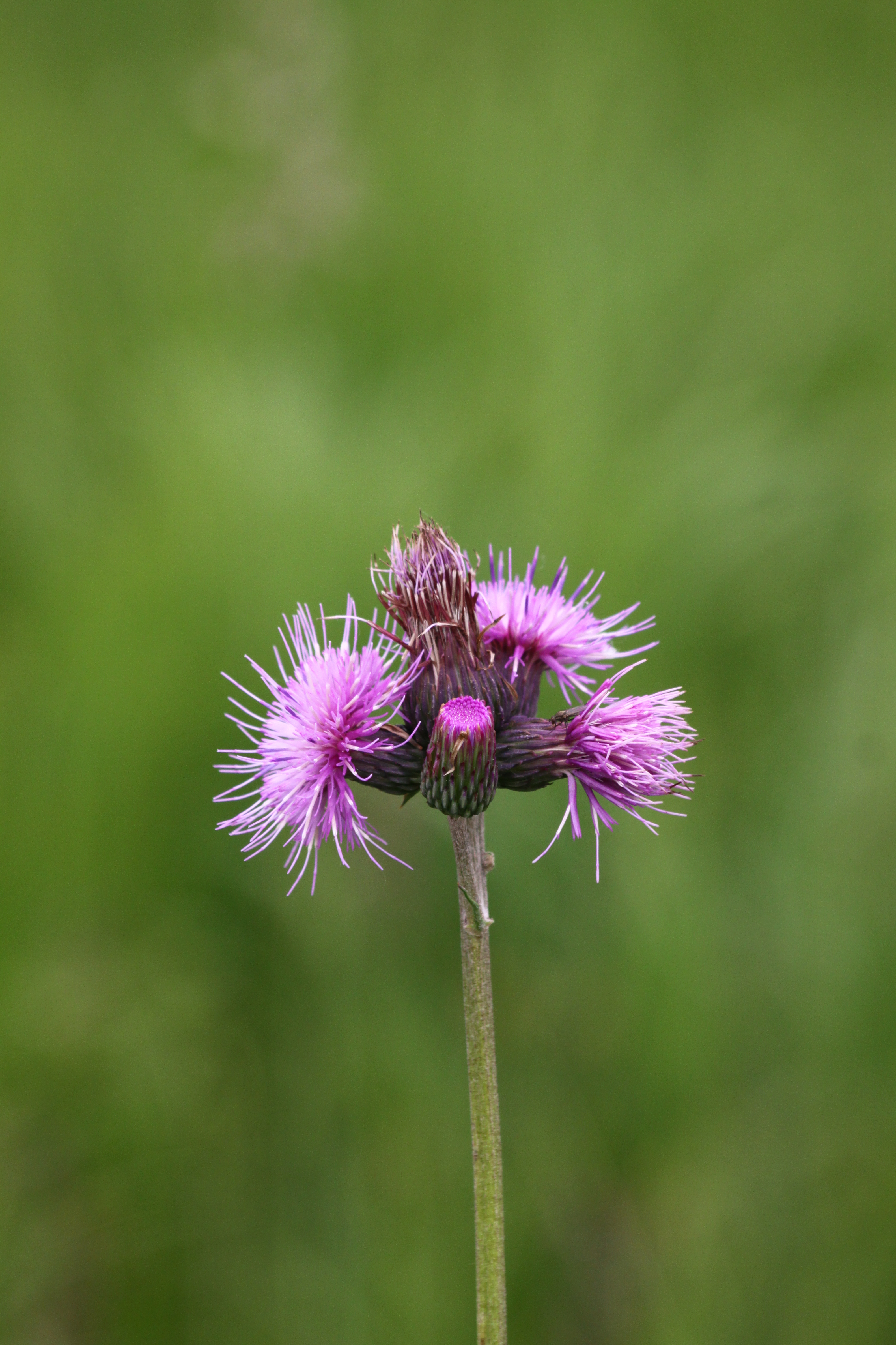 03092013104652 1882 art 328 cirsium rivulare unterrohr rauchmuhle 176 23
