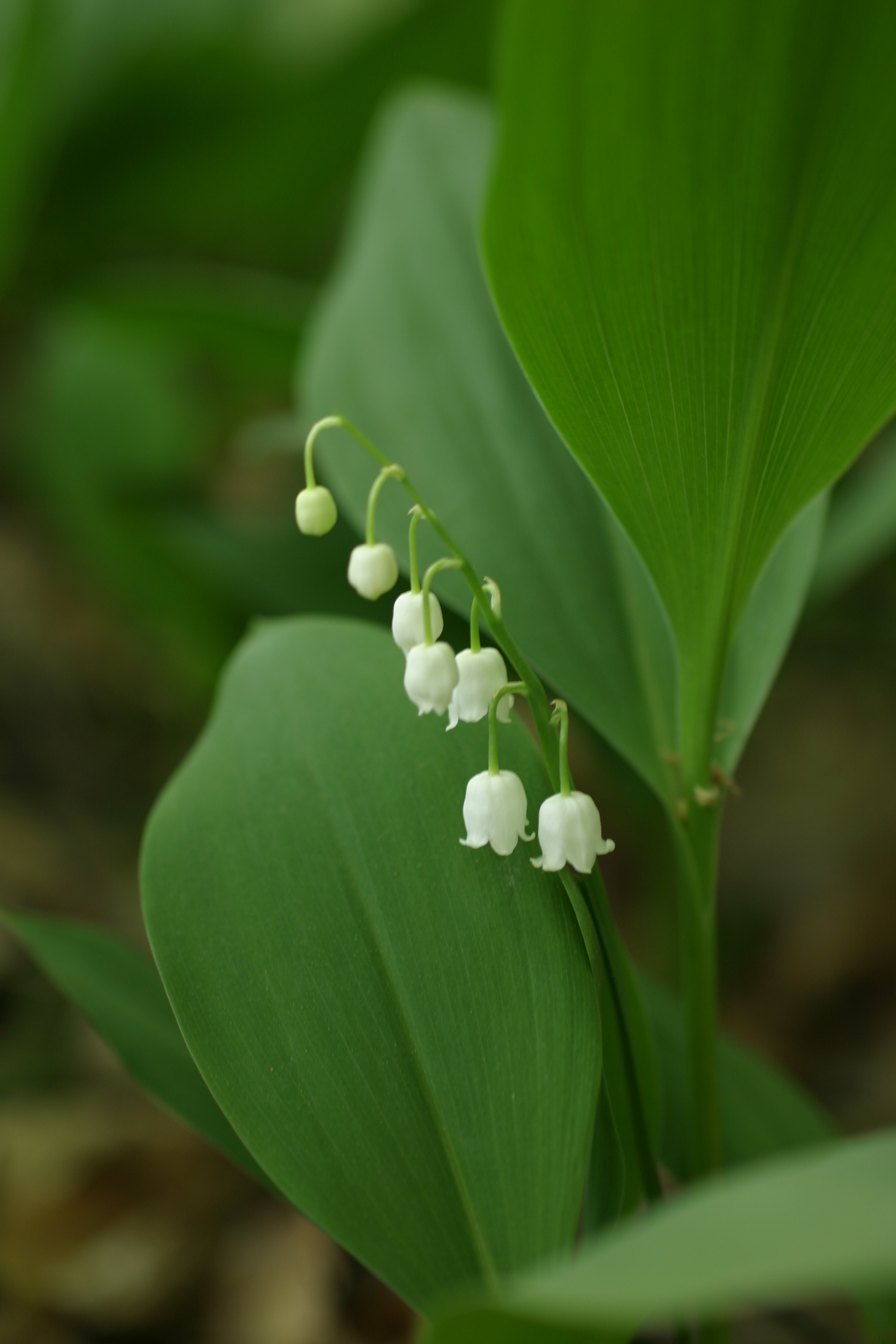 03092013104809 1883 art 697 convallaria majalis waxeneggfehring img 9109