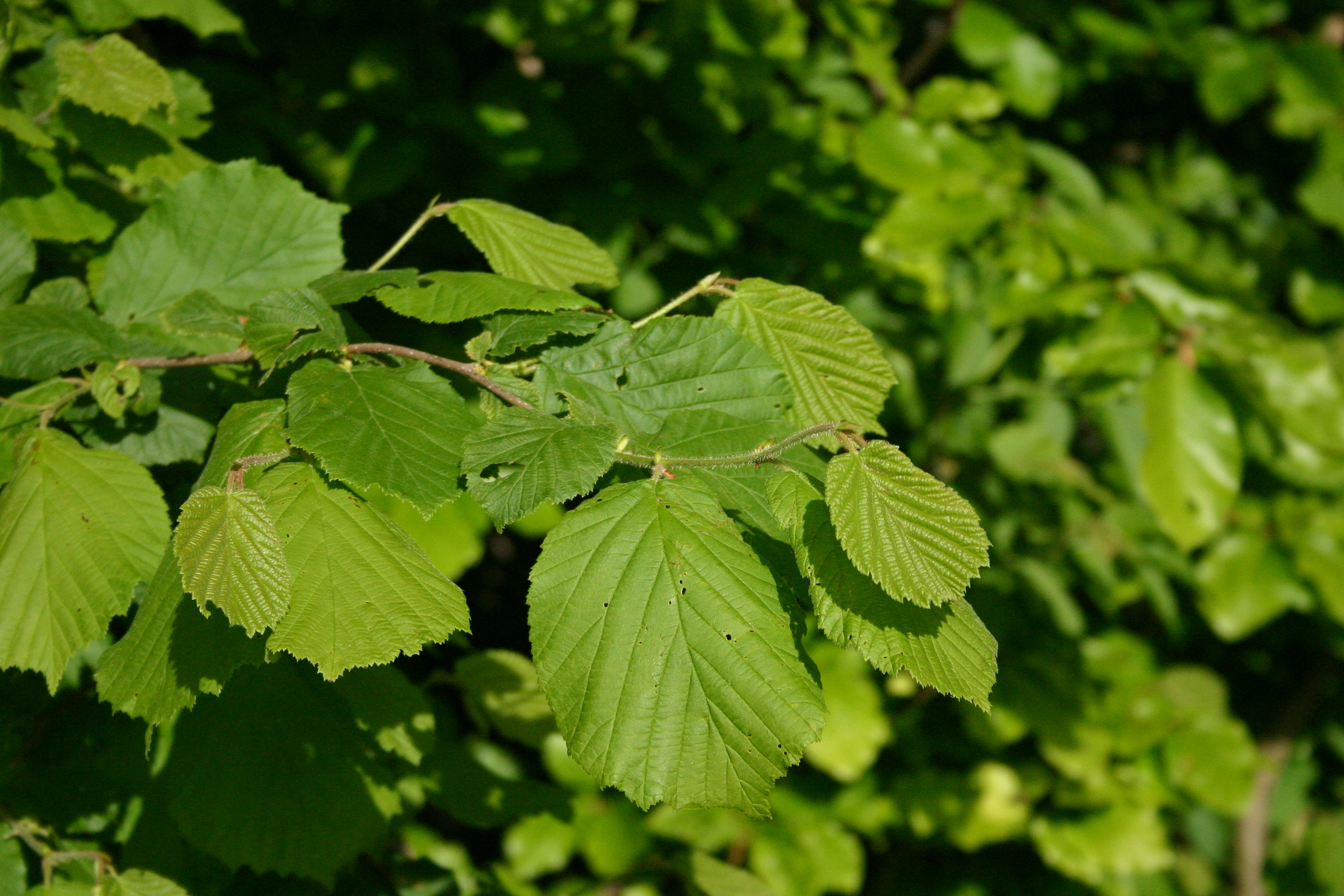 03092013105003 1884 art 279 corylus avellana 11 05 05 063 3