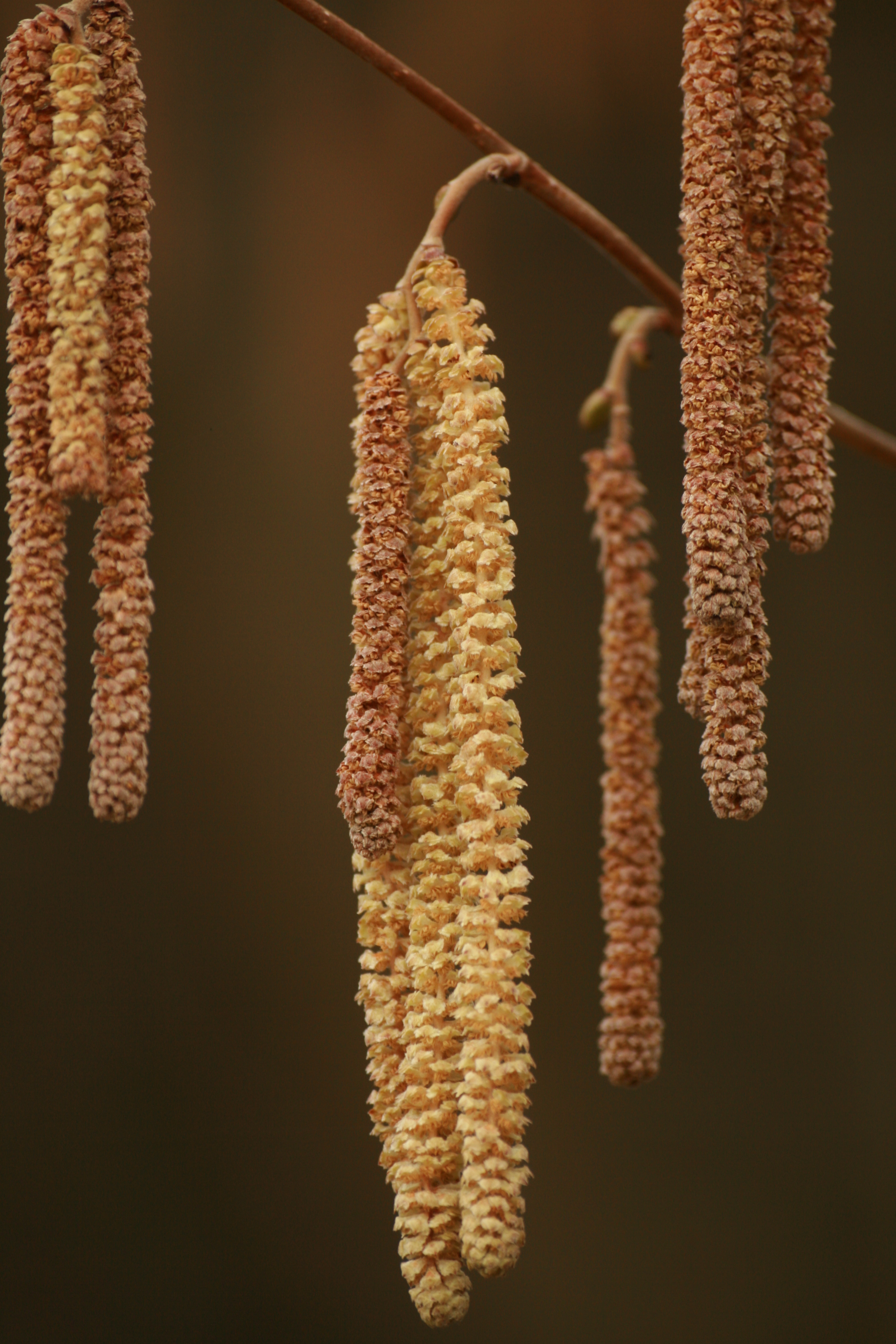 03092013105130 1885 art 279 corylus avellana neudau 0 231