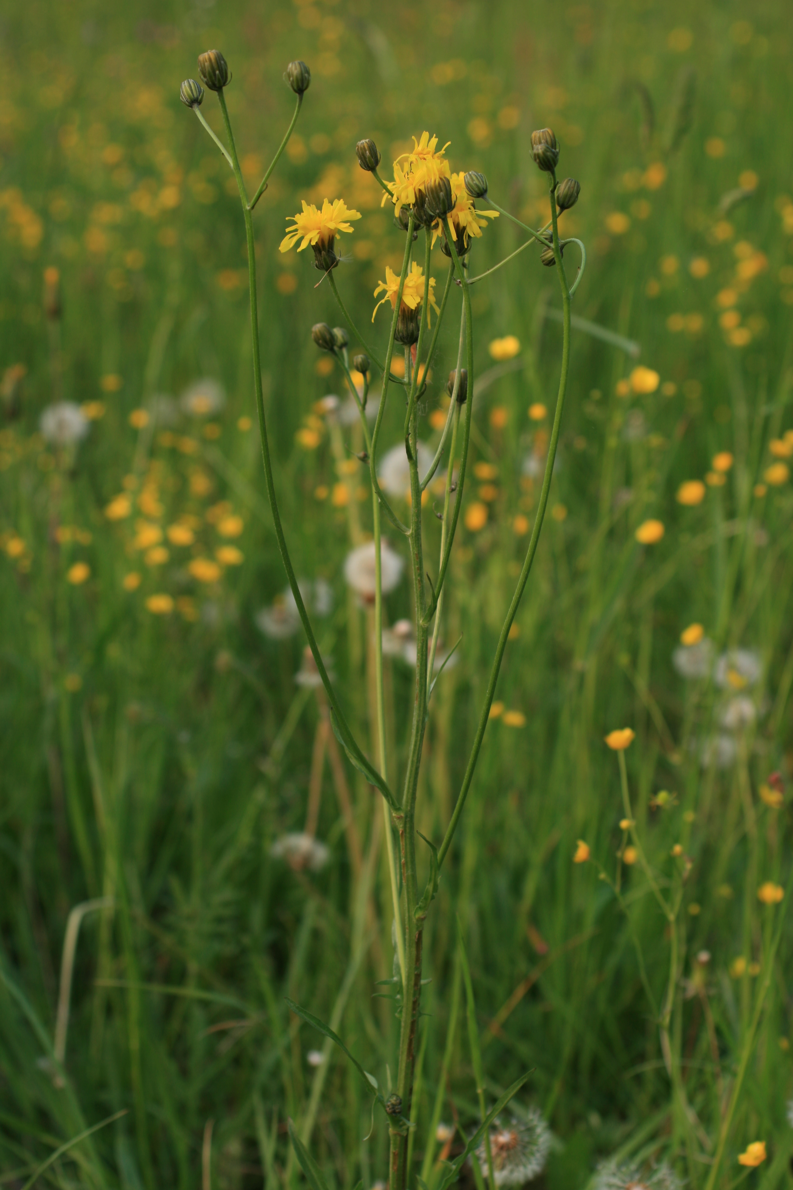 03092013105347 1886 art 633 crepis biennis burgfried img 7339 5
