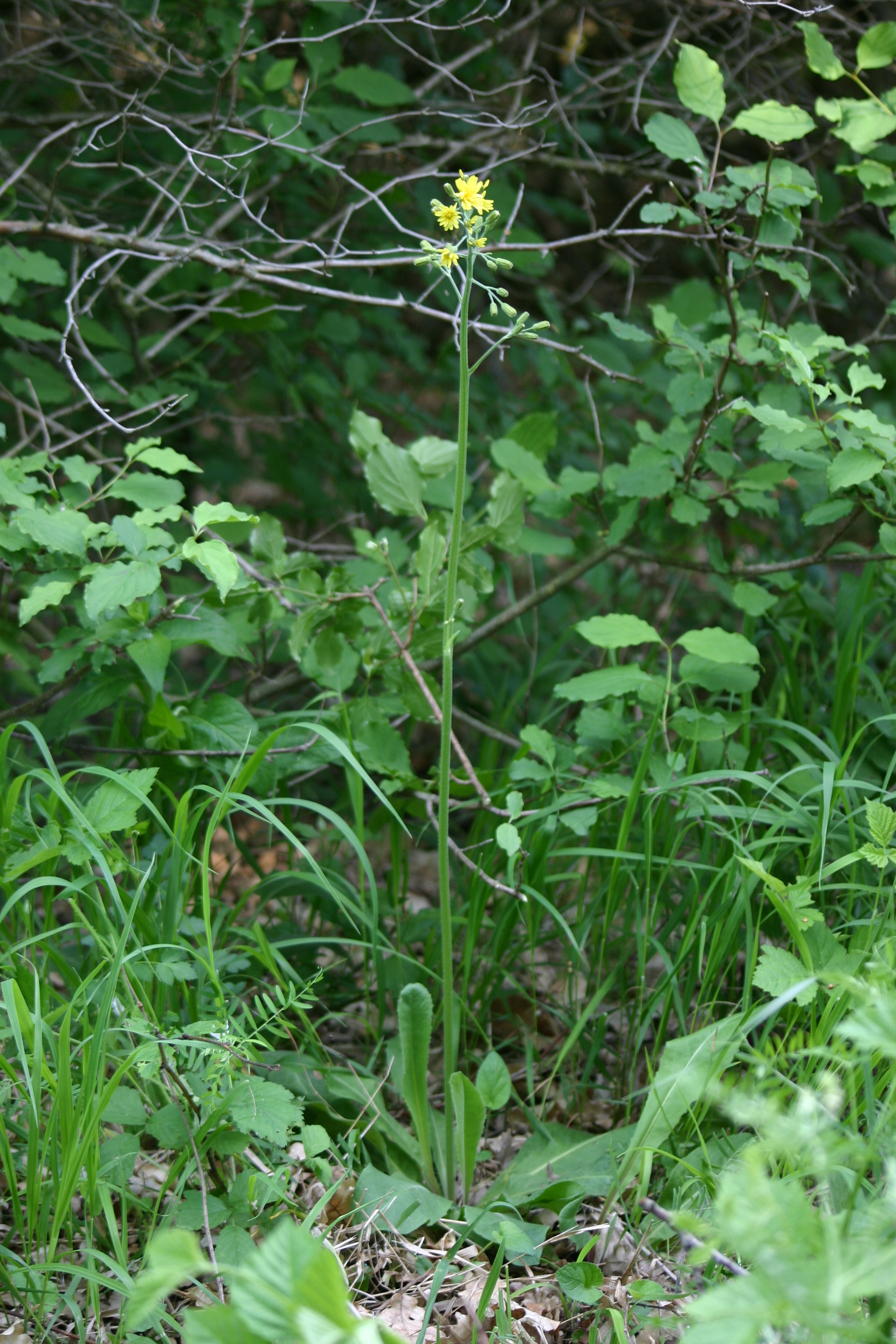 03092013105513 1887 art 1247 crepis praemorsa goldbg bgld img 0279 5