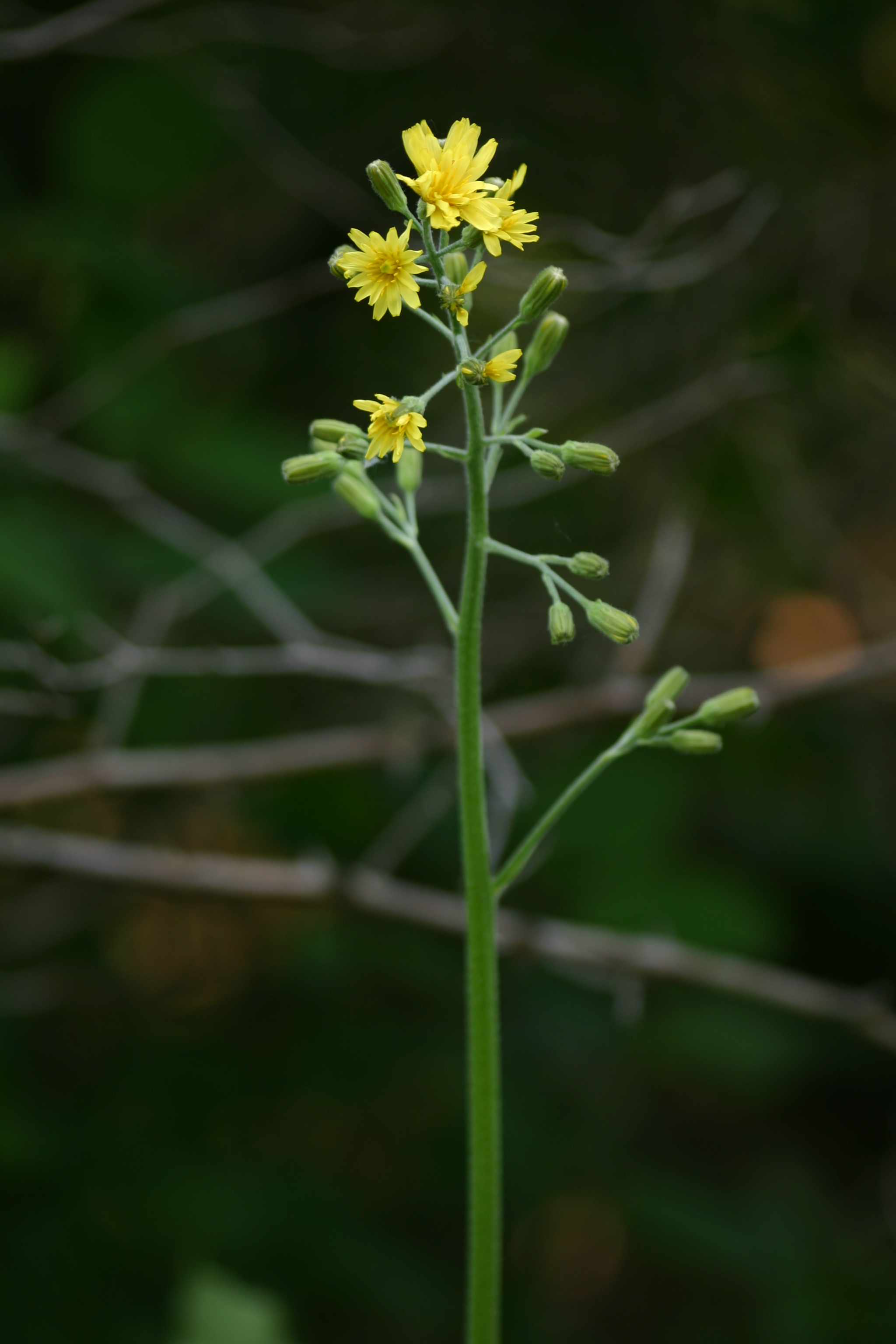 03092013105626 1888 art 1247 crepis praemorsa goldbg bgld img 0279 8